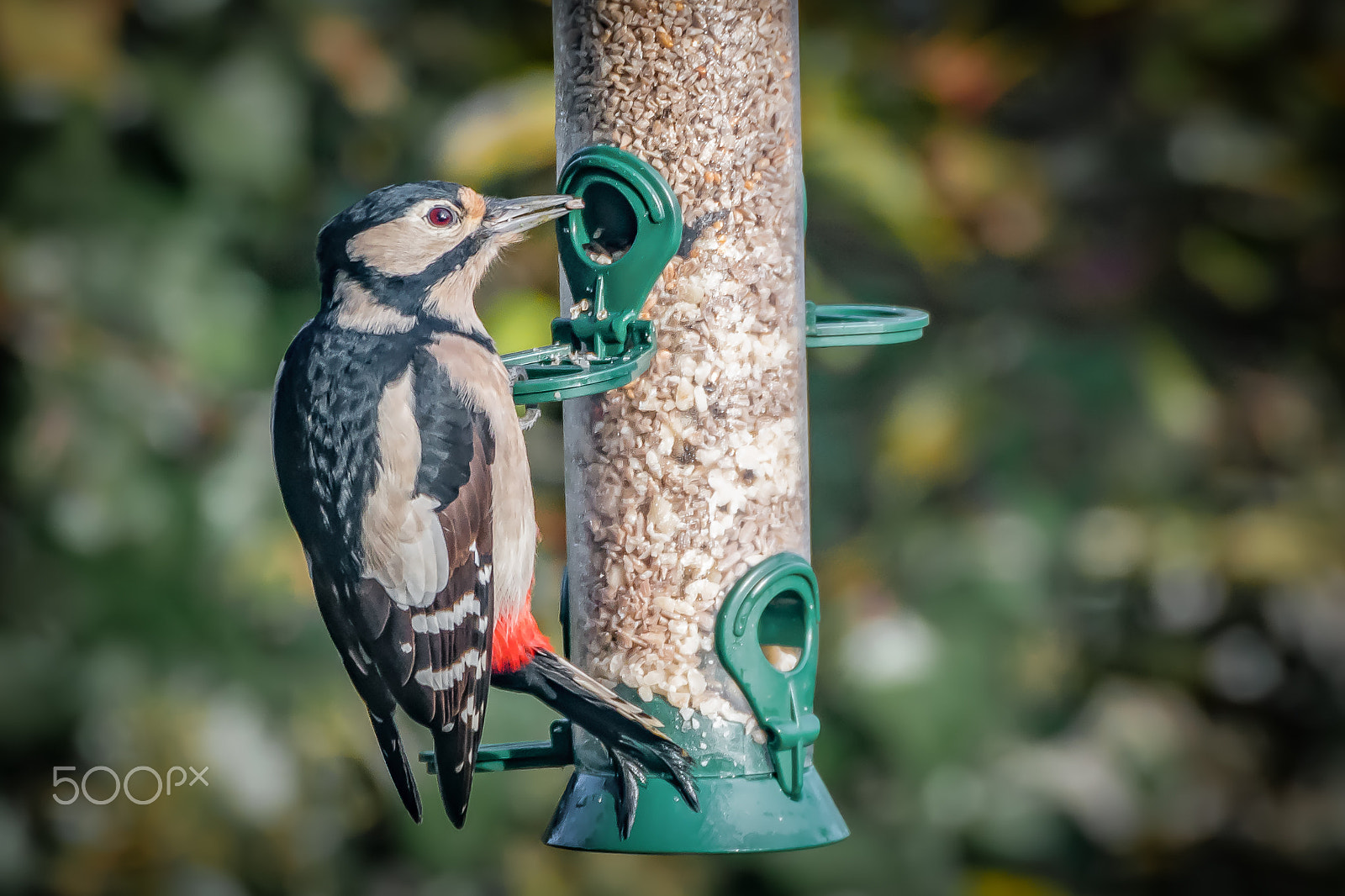 Sigma 50-500mm F4.5-6.3 DG OS HSM sample photo. Great spotted woodpecker (f) photography