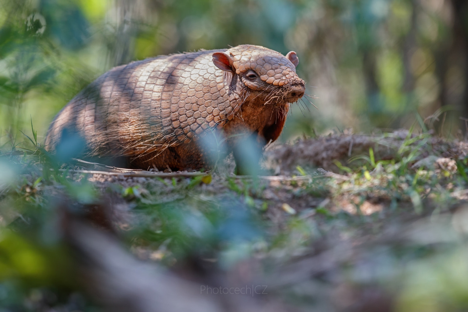 Canon EF 300mm F2.8L IS II USM sample photo. Armadillo photography