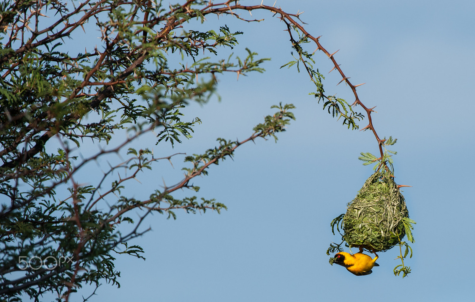 Nikon AF-S Nikkor 200-400mm F4G ED-IF VR sample photo. Southern masked weaver at nest photography