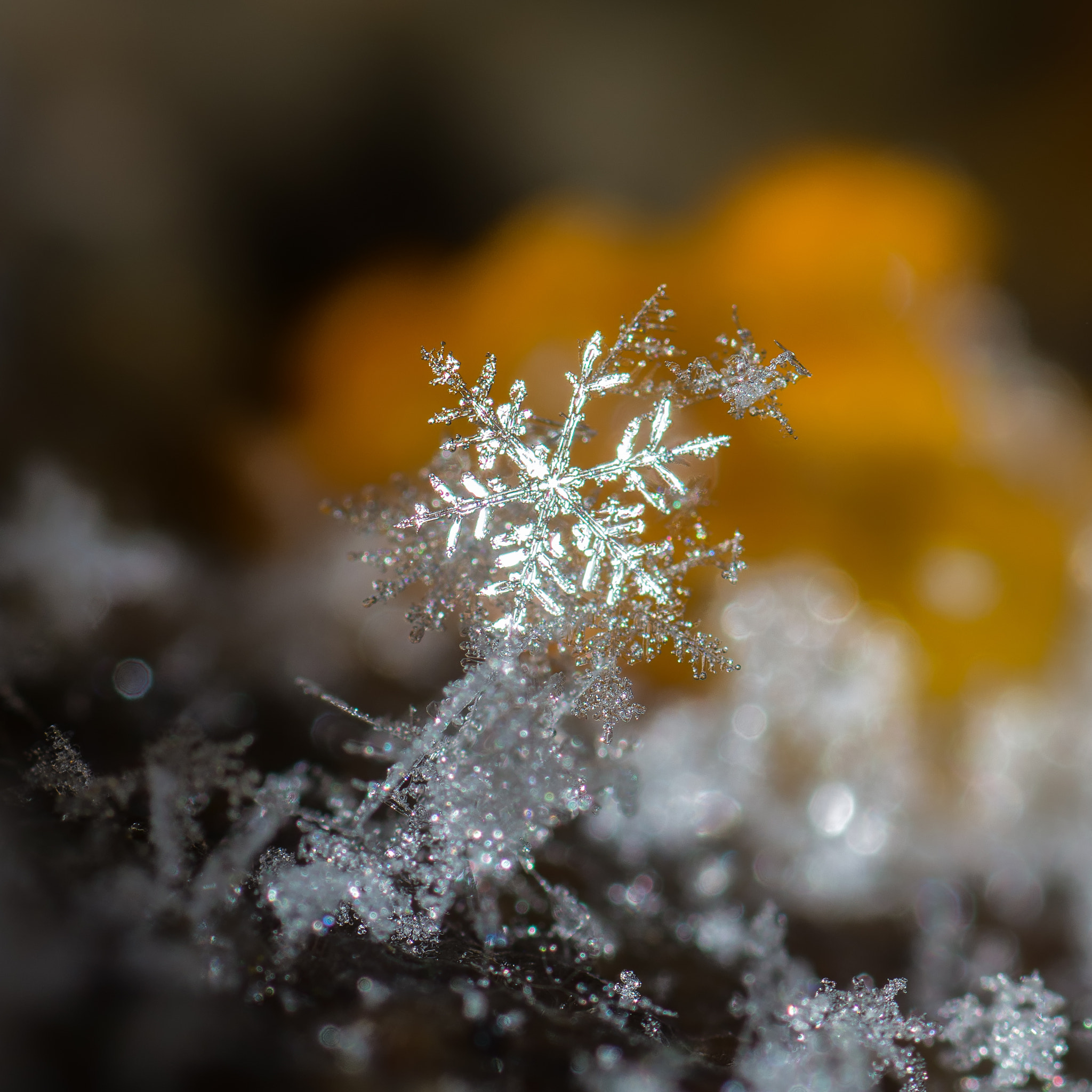 Nikon D7200 + Tamron SP 90mm F2.8 Di VC USD 1:1 Macro sample photo. First snow photography