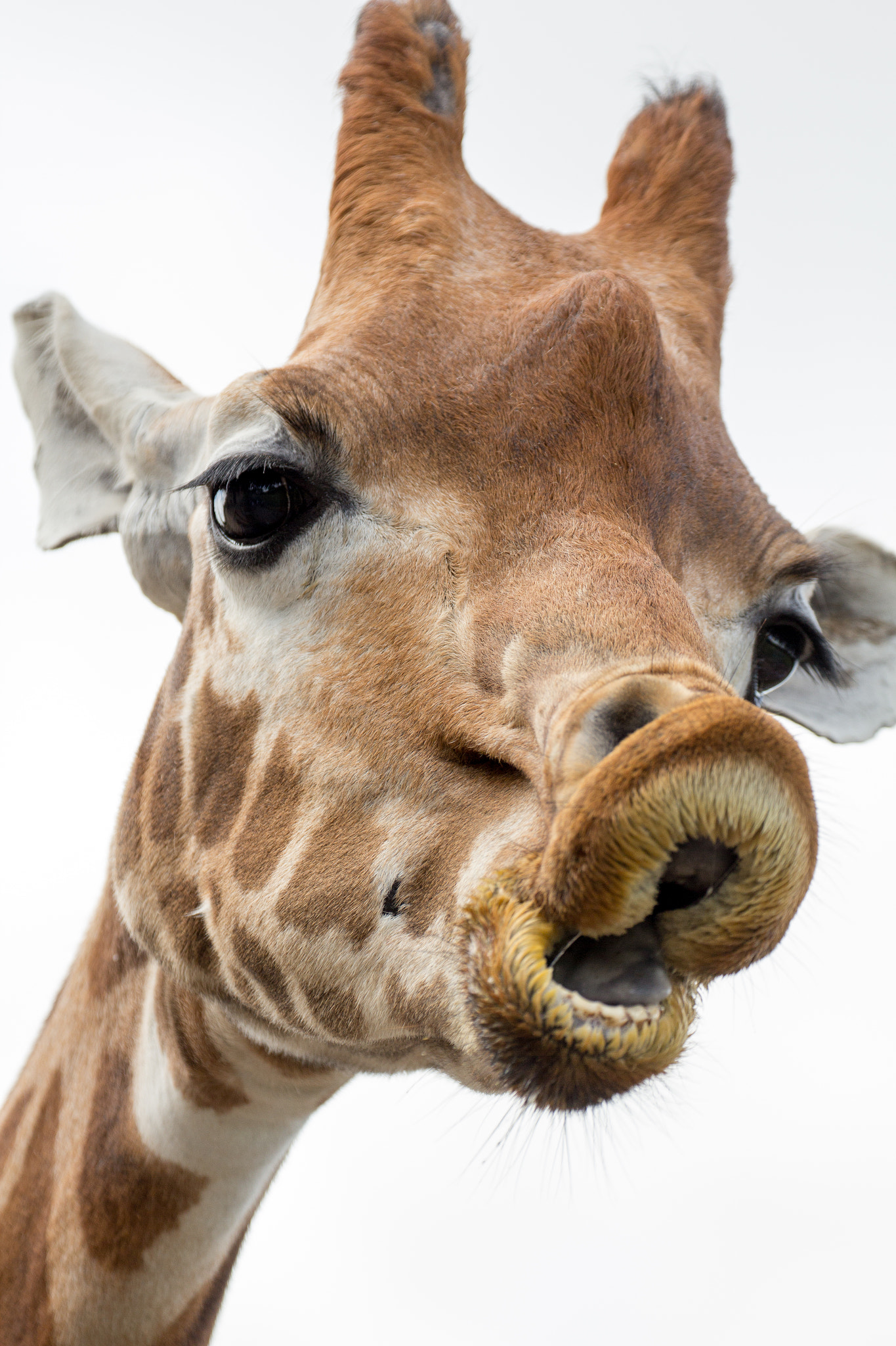 Canon EF 70-300mm F4-5.6L IS USM sample photo. Gurning giraffe photography