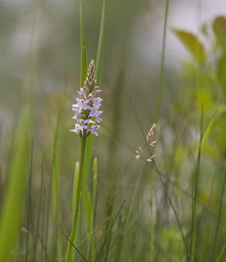 Sigma APO Macro 150mm f/2.8 EX DG HSM sample photo. Dactylorhiza fuchsii photography