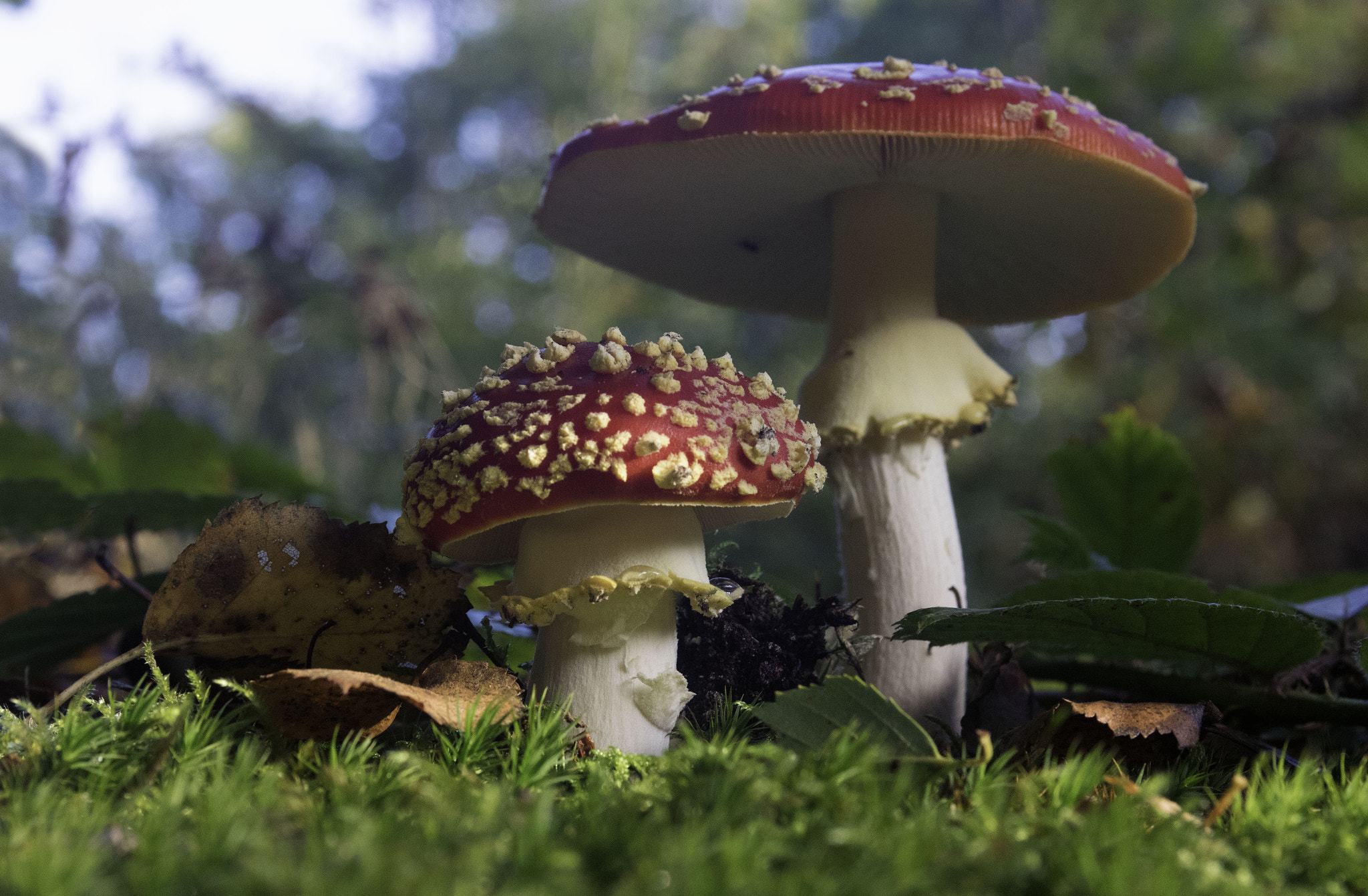 EF28-70mm f/2.8L USM sample photo. Fly agaric photography