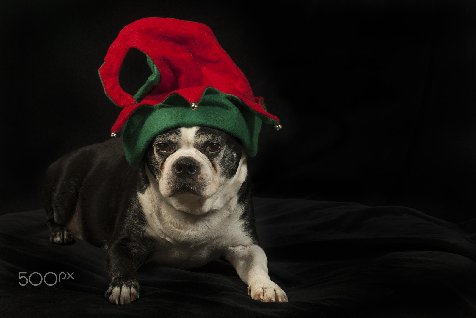 Nikon D200 + AF Zoom-Nikkor 35-70mm f/2.8D sample photo. Christmas with a boston terrier photography