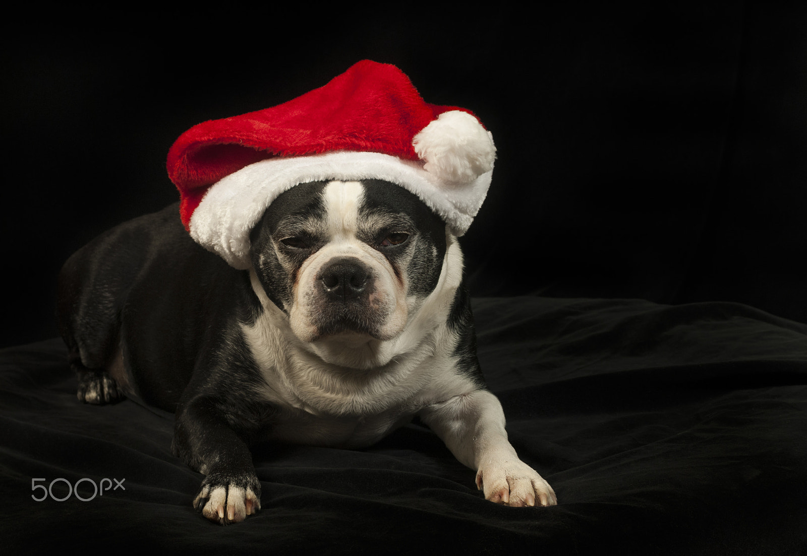 Nikon D200 sample photo. Christmas with a boston terrier photography