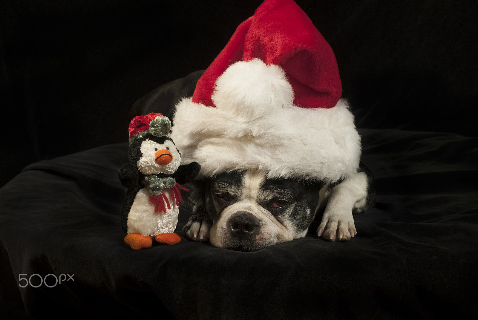 Nikon D200 + AF Zoom-Nikkor 35-70mm f/2.8D sample photo. Christmas with a boston terrier photography
