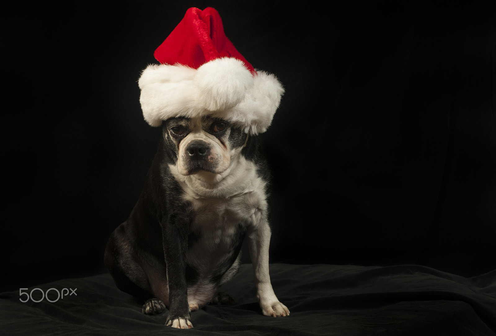 Nikon D200 sample photo. Christmas with a boston terrier photography