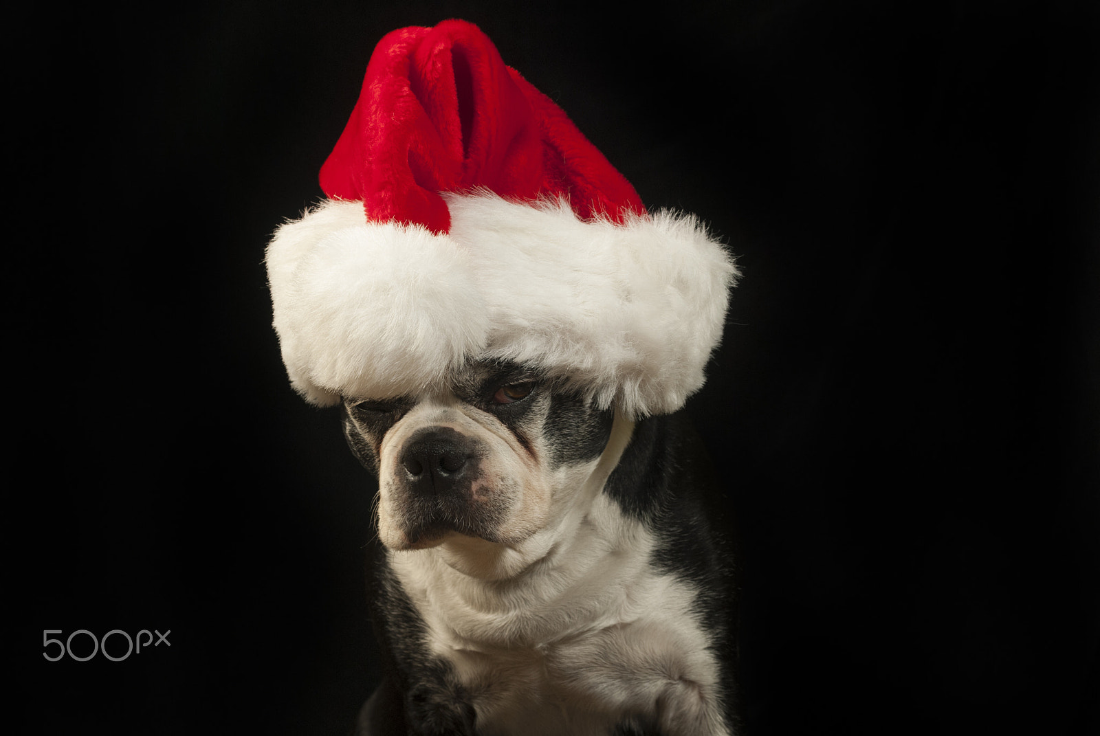 Nikon D200 sample photo. Christmas with a boston terrier photography