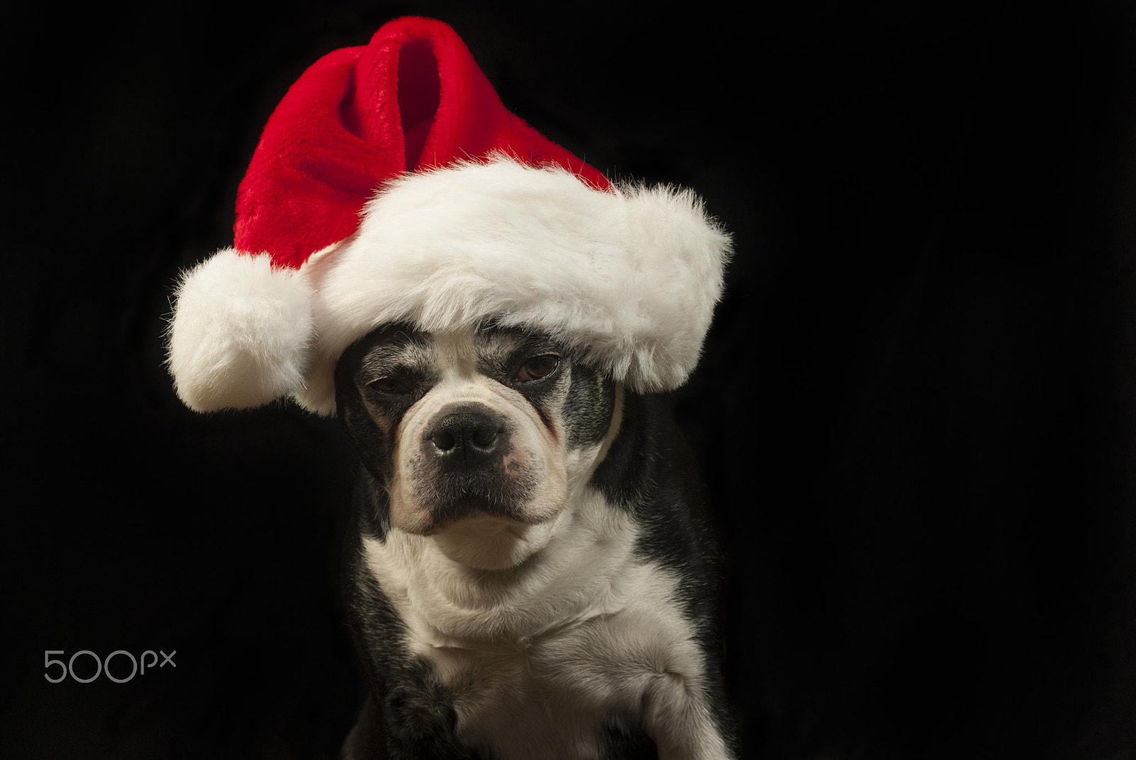 Nikon D200 + AF Zoom-Nikkor 35-70mm f/2.8D sample photo. Christmas with a boston terrier photography