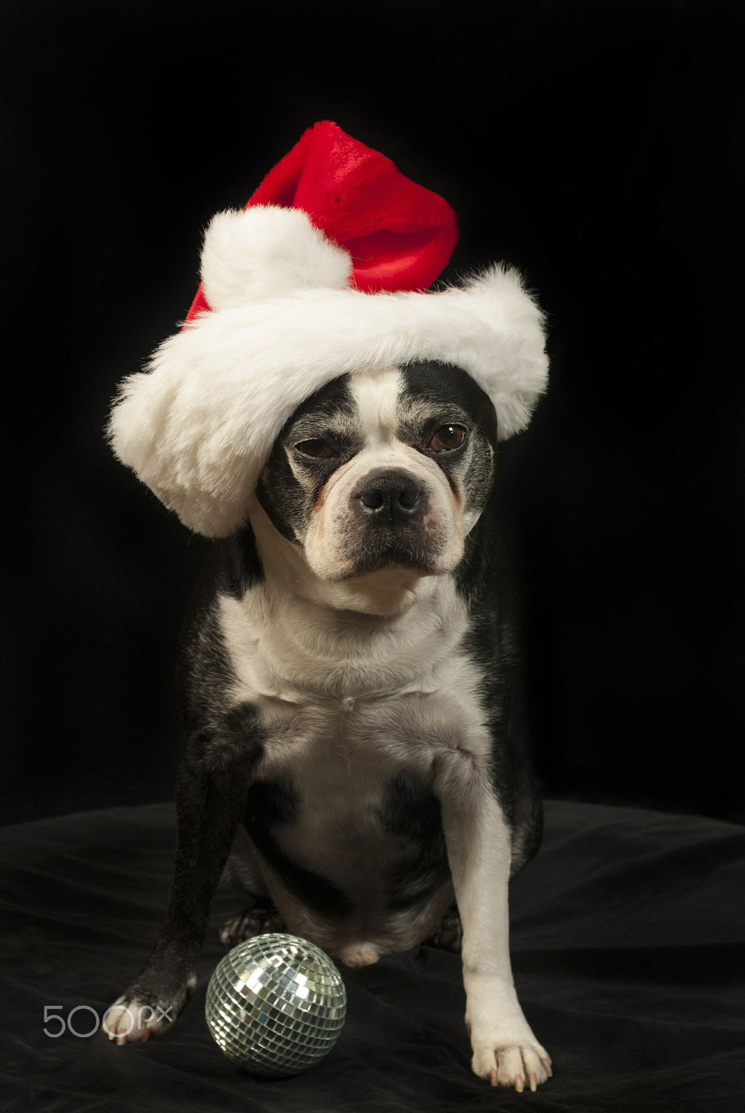 Nikon D200 sample photo. Christmas with a boston terrier photography