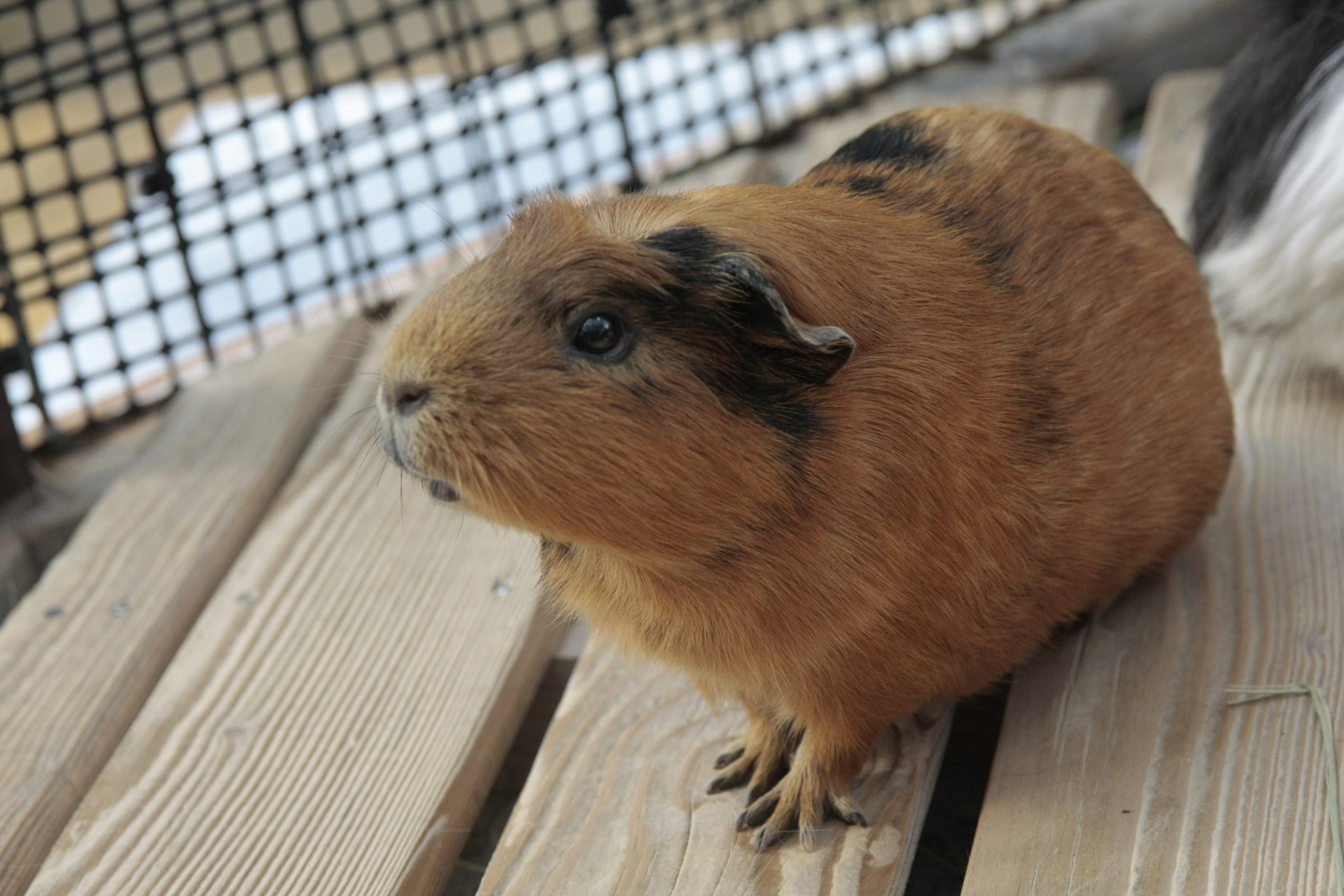 Canon EOS 40D sample photo