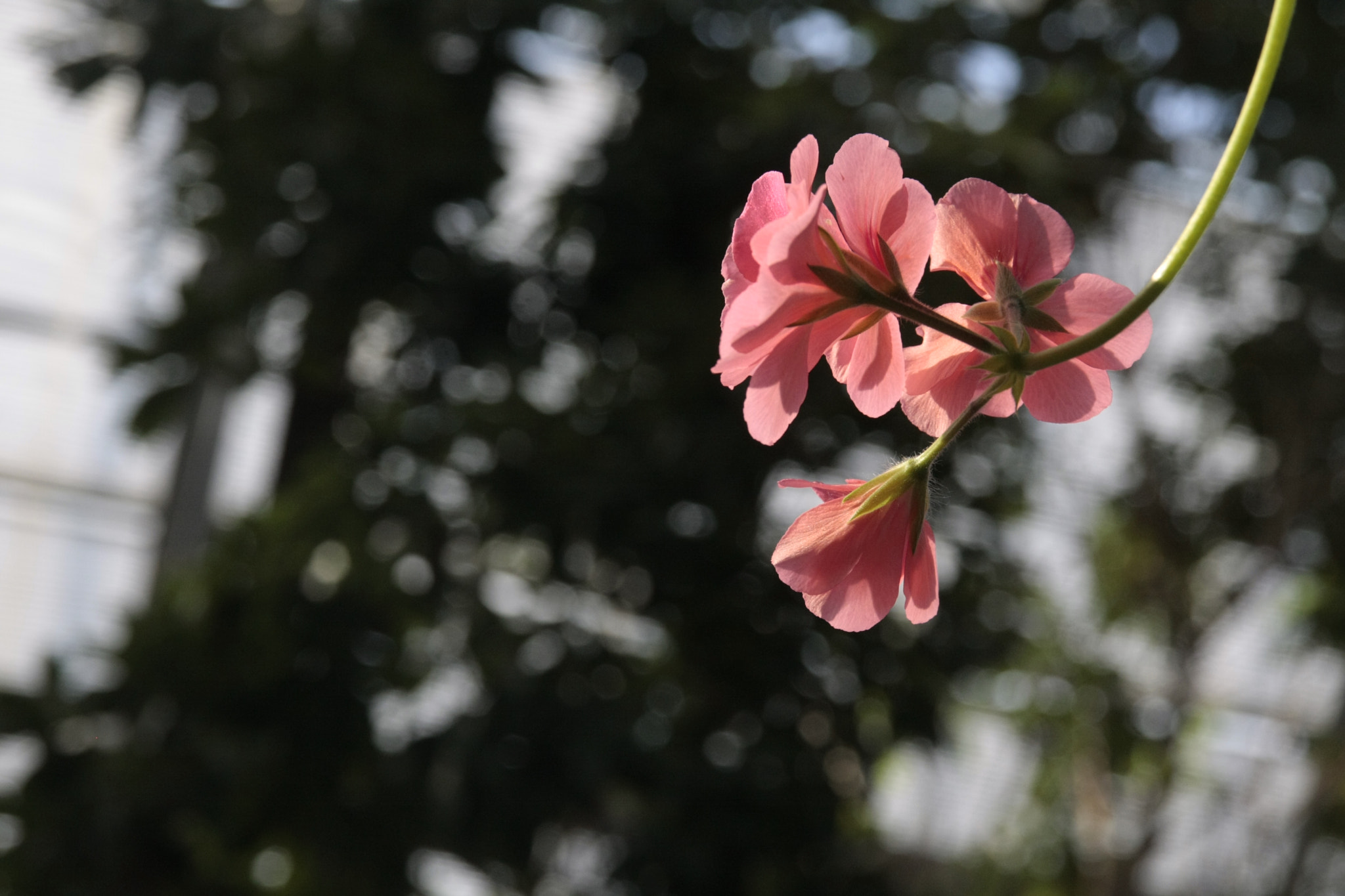 Canon EOS 40D sample photo