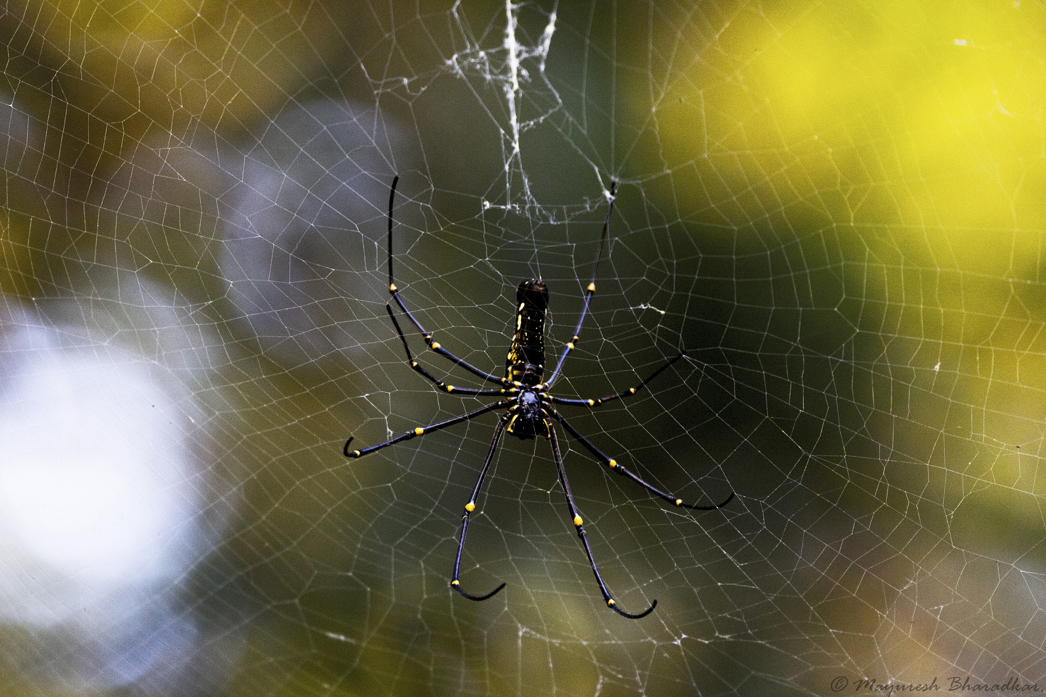 150-600mm F5-6.3 DG OS HSM | Contemporary 015 sample photo. The spider. photography