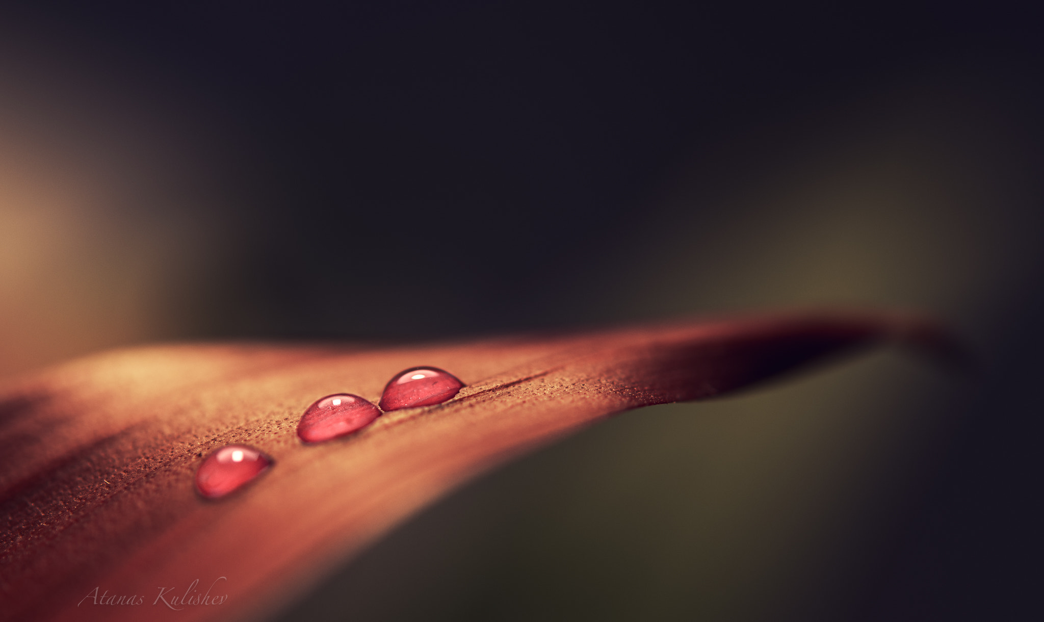 Nikon AF-S Micro-Nikkor 60mm F2.8G ED sample photo. Drops photography