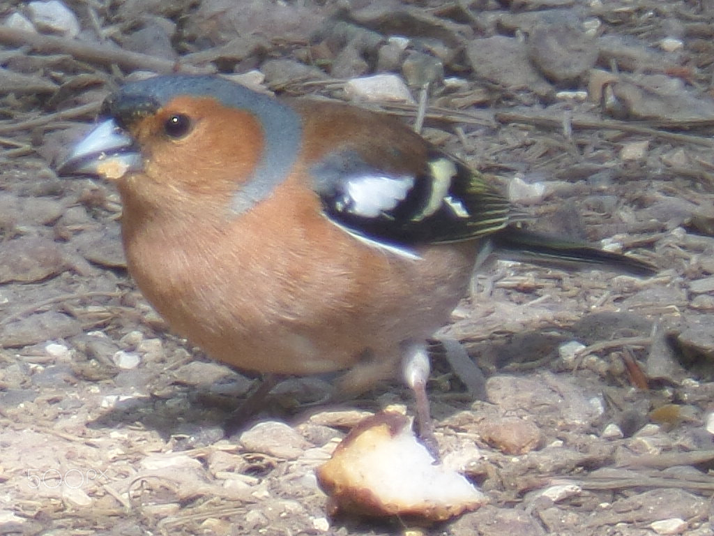 Samsung WB800F sample photo. Chaffinch male photography
