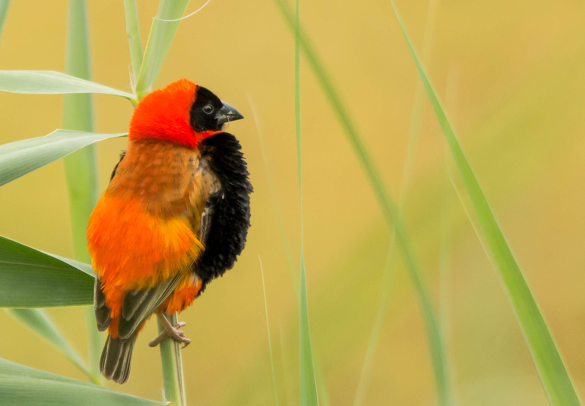 Sigma 150-500mm F5-6.3 DG OS HSM sample photo. Red bishop photography