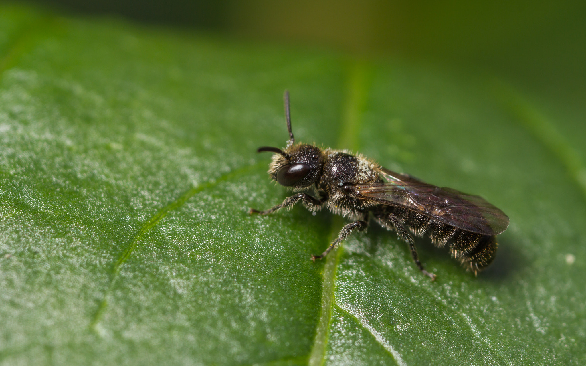 Canon MP-E 65mm F2.5 1-5x Macro Photo sample photo. Harebell carpenter bee (chelostoma campanularum) - female photography