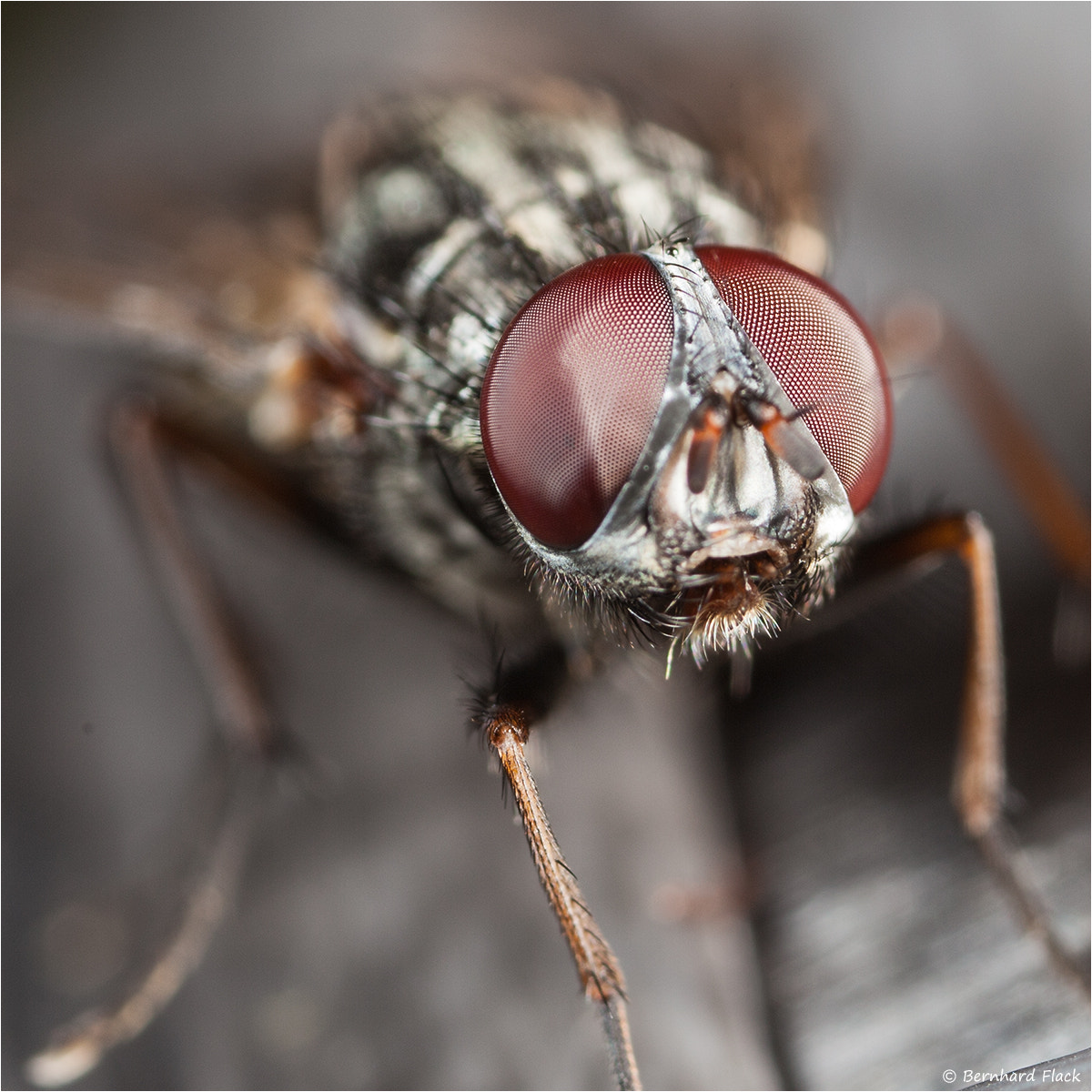 Canon MP-E 65mm F2.5 1-5x Macro Photo sample photo. Fliege photography