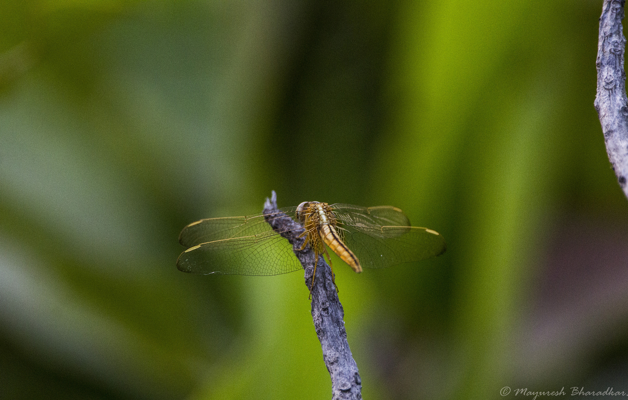 150-600mm F5-6.3 DG OS HSM | Contemporary 015 sample photo. Dragon fly. photography