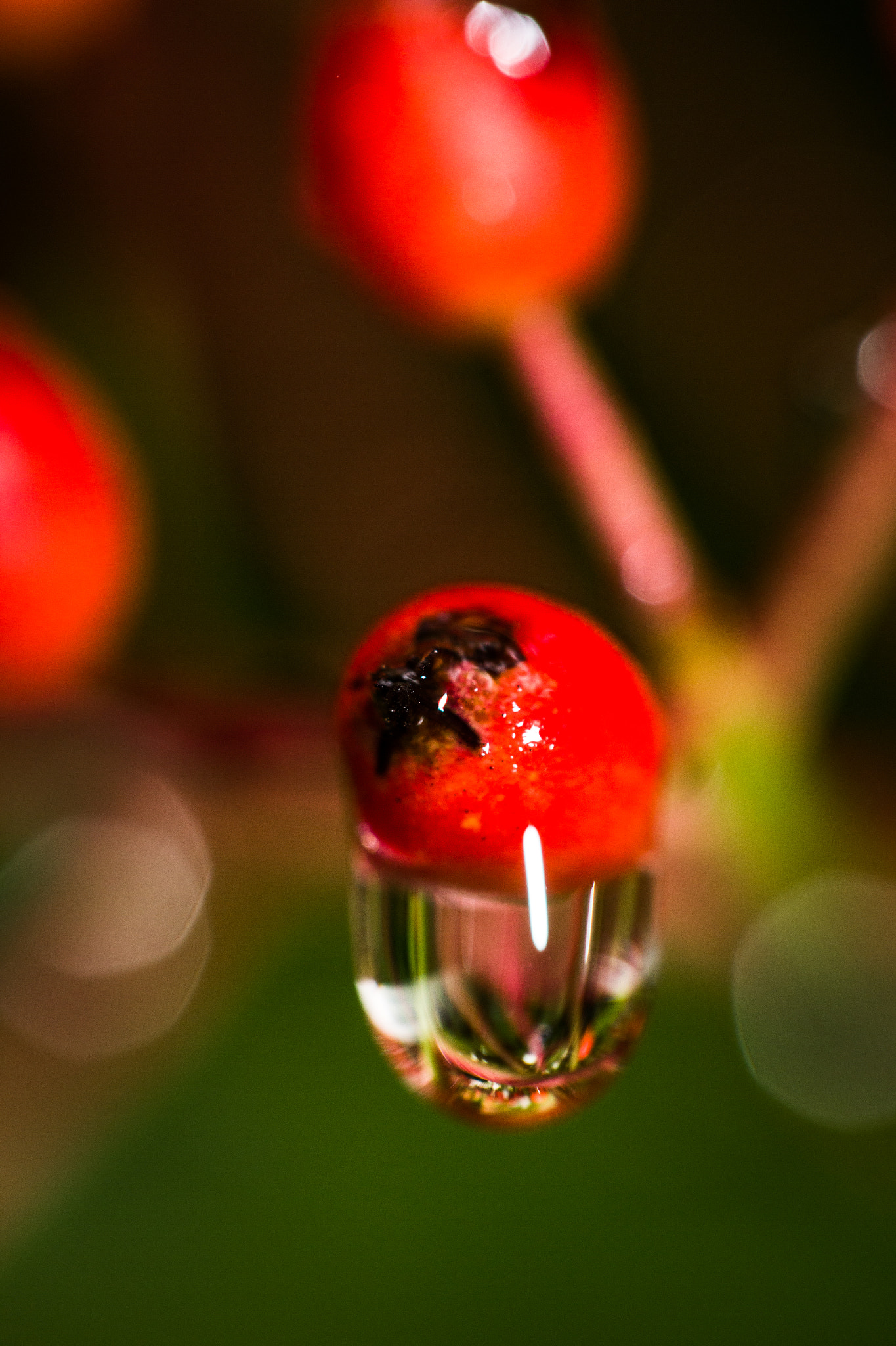 Canon EF-S 60mm F2.8 Macro USM sample photo. Goccia photography