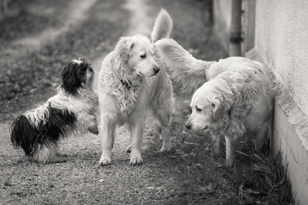 Canon EOS 760D (EOS Rebel T6s / EOS 8000D) + Canon EF 85mm F1.8 USM sample photo. Country dogs v2 photography