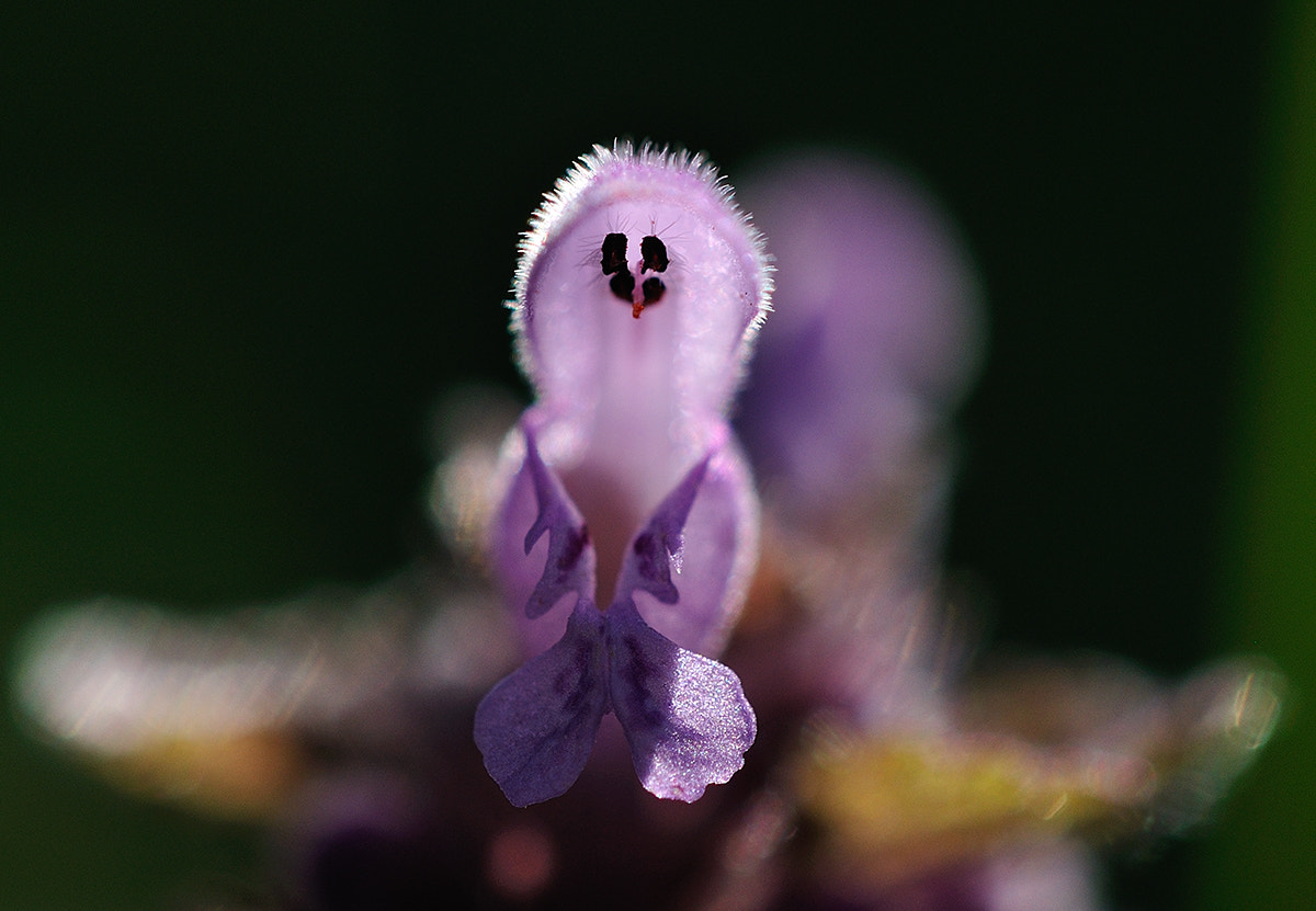 Nikon AF-S Micro-Nikkor 60mm F2.8G ED sample photo. The flower in the middle.. photography
