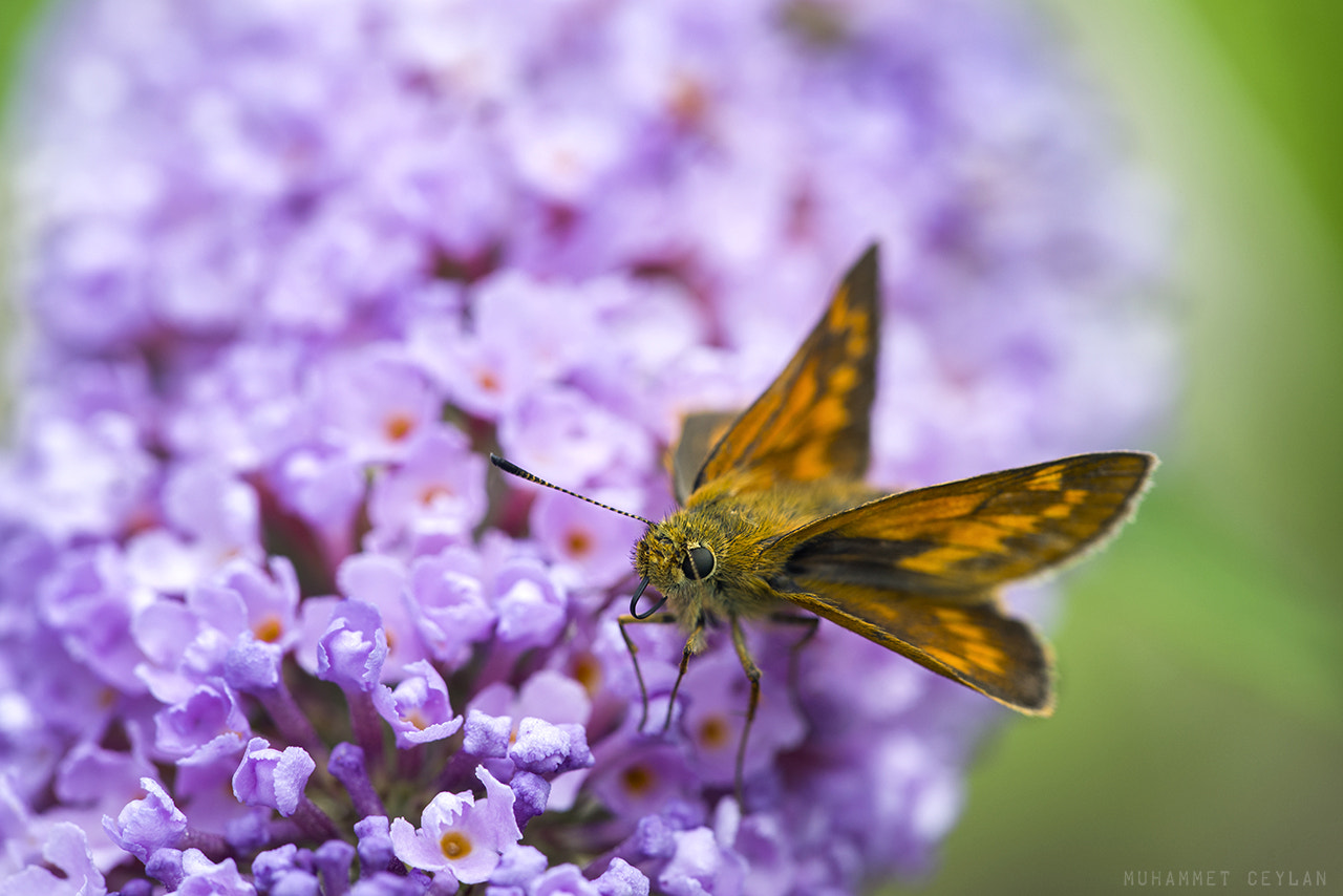 Sigma 150mm F2.8 EX DG Macro HSM sample photo. Butterfly photography