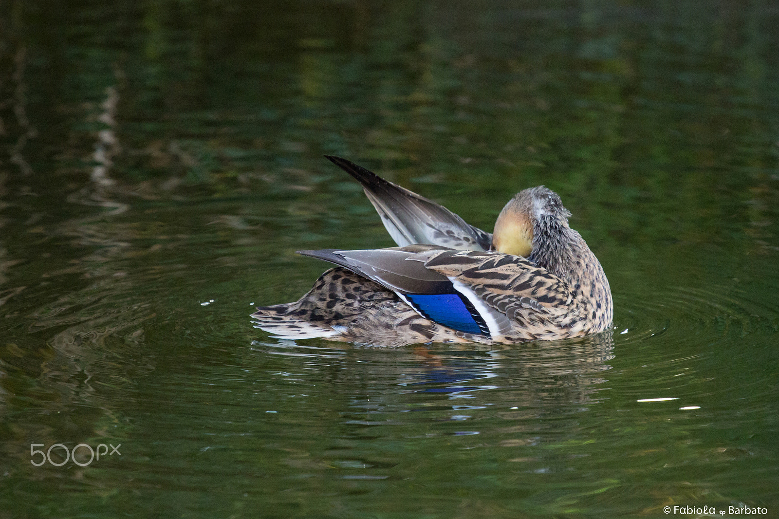 Canon EOS 100D (EOS Rebel SL1 / EOS Kiss X7) + Canon EF 70-200mm F4L USM sample photo. Duck photography