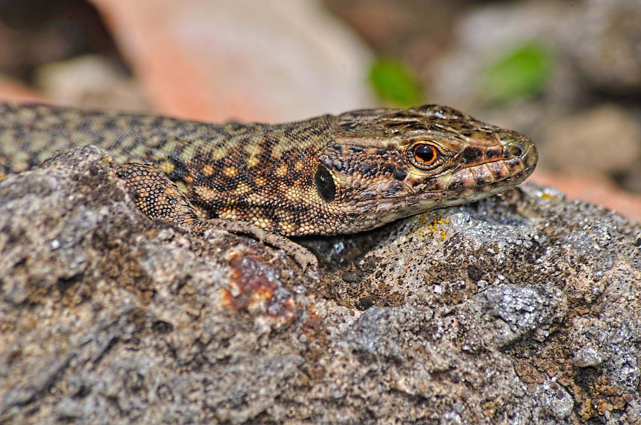 Sigma 70-300mm F4-5.6 APO DG Macro sample photo. A small lizard about 7-8sm. photography