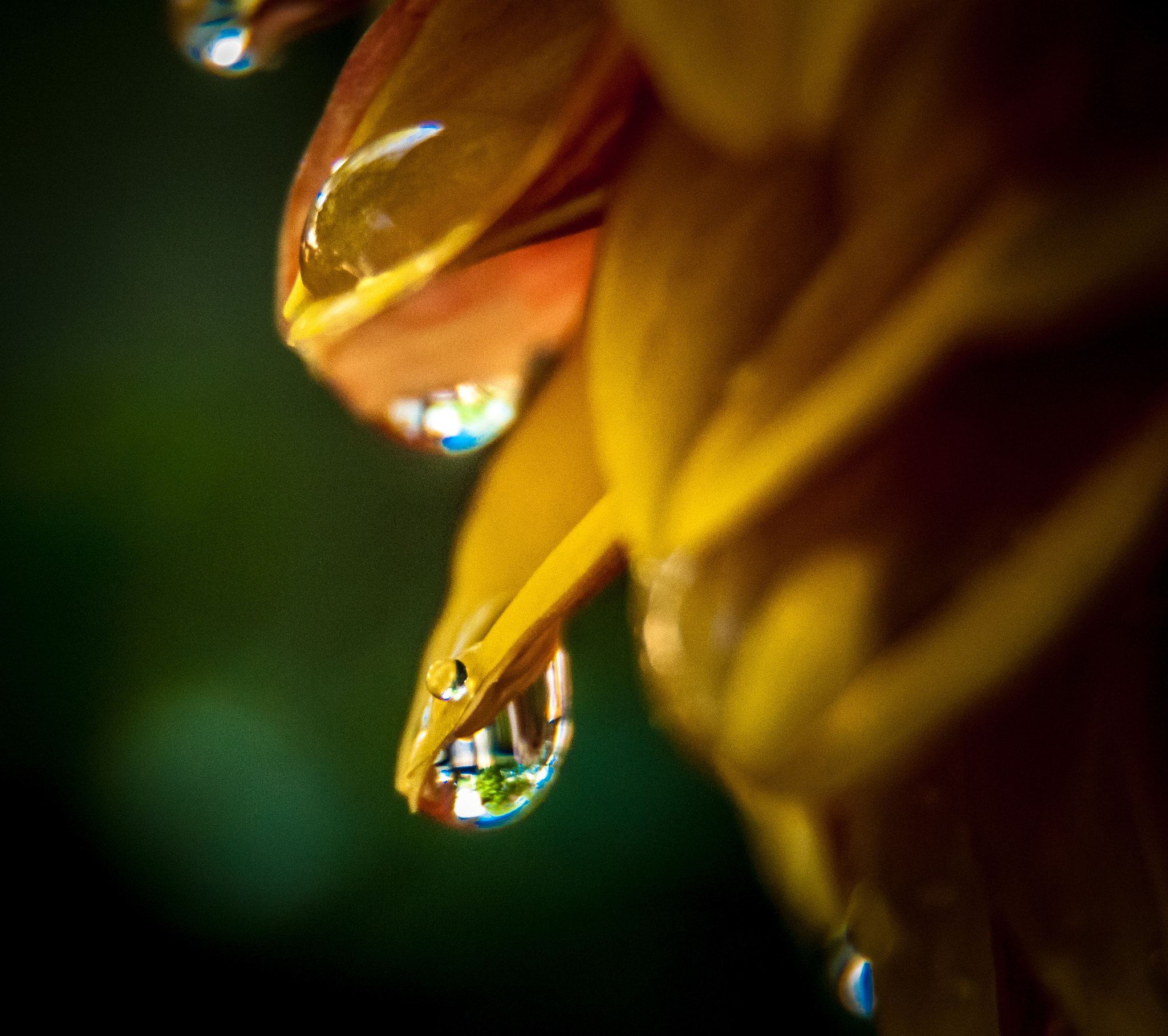 Nikon D300 sample photo. Dahlia drops photography