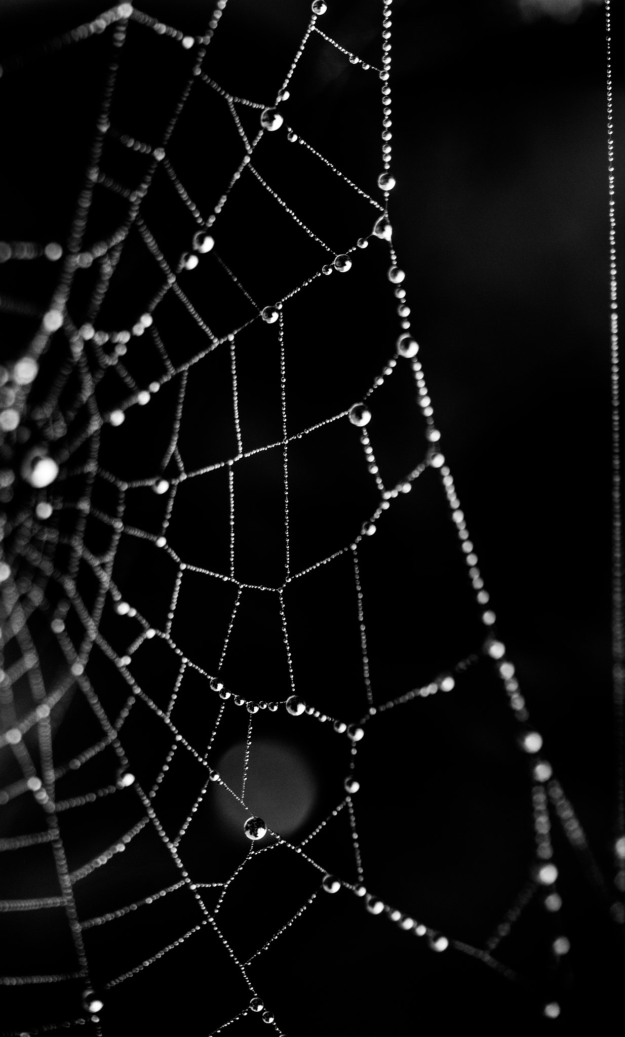 Canon EF-S 60mm F2.8 Macro USM sample photo. Web photography