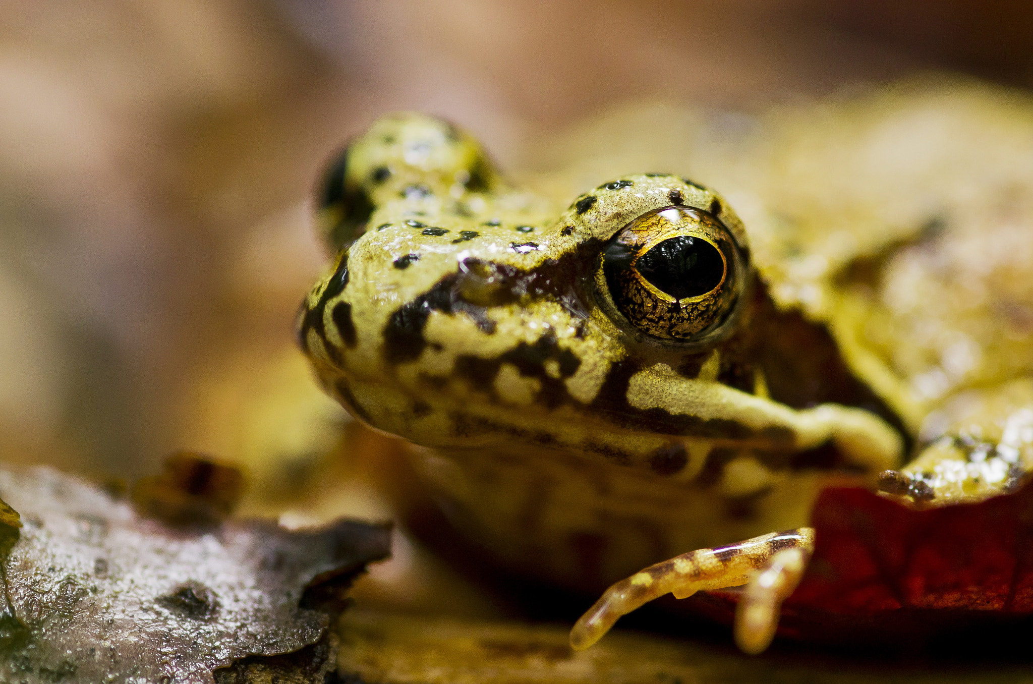 Pentax smc D-FA 100mm F2.8 macro sample photo. Frog photography