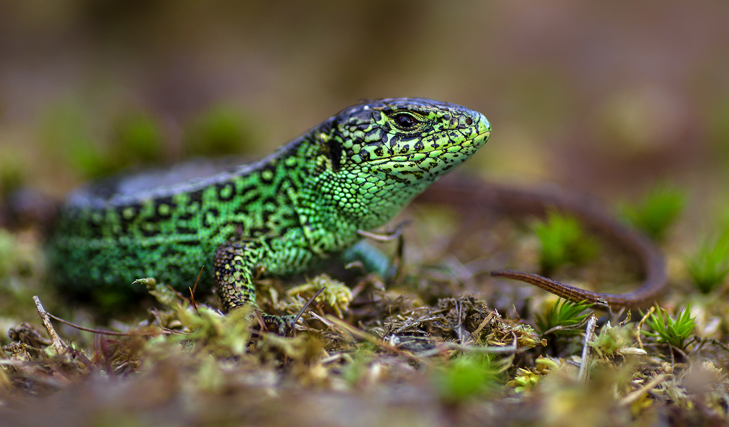 Canon EOS 60D + Tamron SP AF 90mm F2.8 Di Macro sample photo. Sand lizard (lacerta agilis) photography