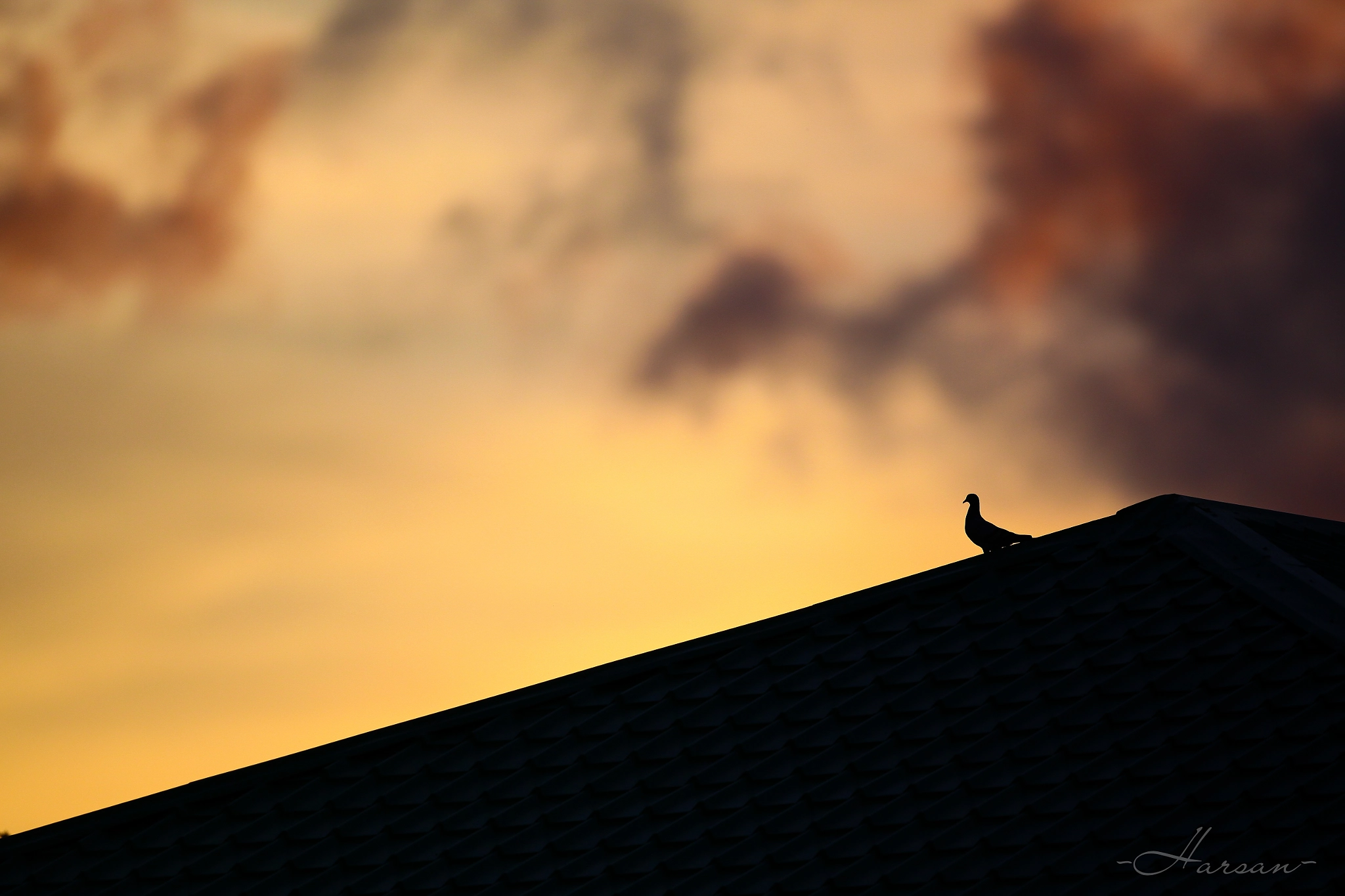 Canon EOS 5D Mark II + Canon EF 500mm F4L IS II USM sample photo. What if i fall? photography