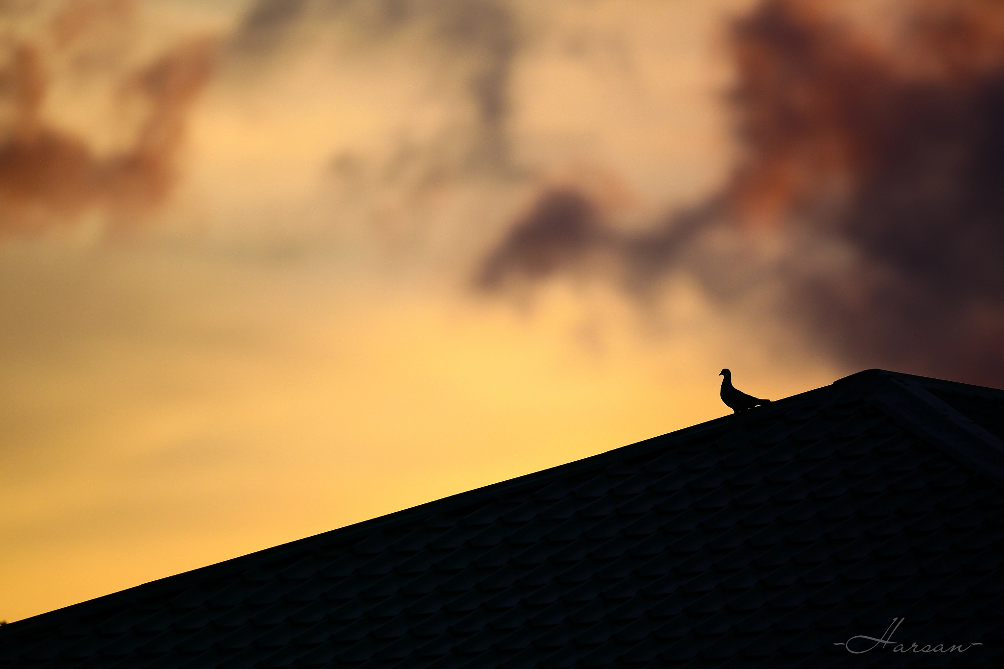 Canon EF 500mm F4L IS II USM sample photo. What if i fall? photography