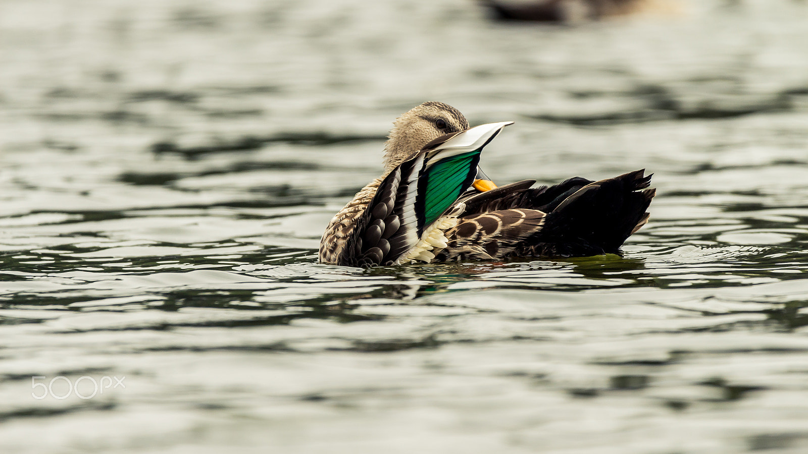 150-600mm F5-6.3 DG OS HSM | Contemporary 015 sample photo. Spot-billed duck photography