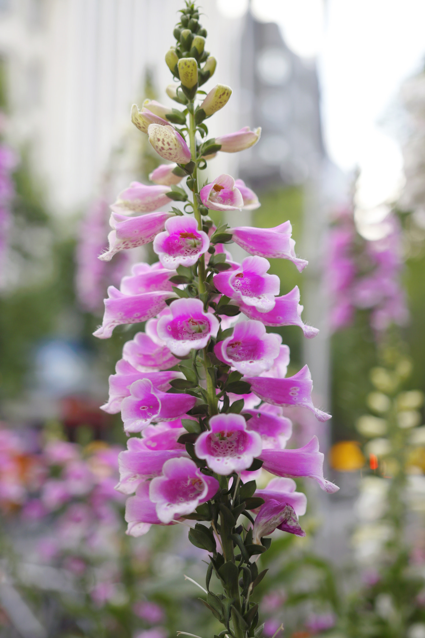 Canon 18-35mm sample photo. Purple bell flower in the city photography