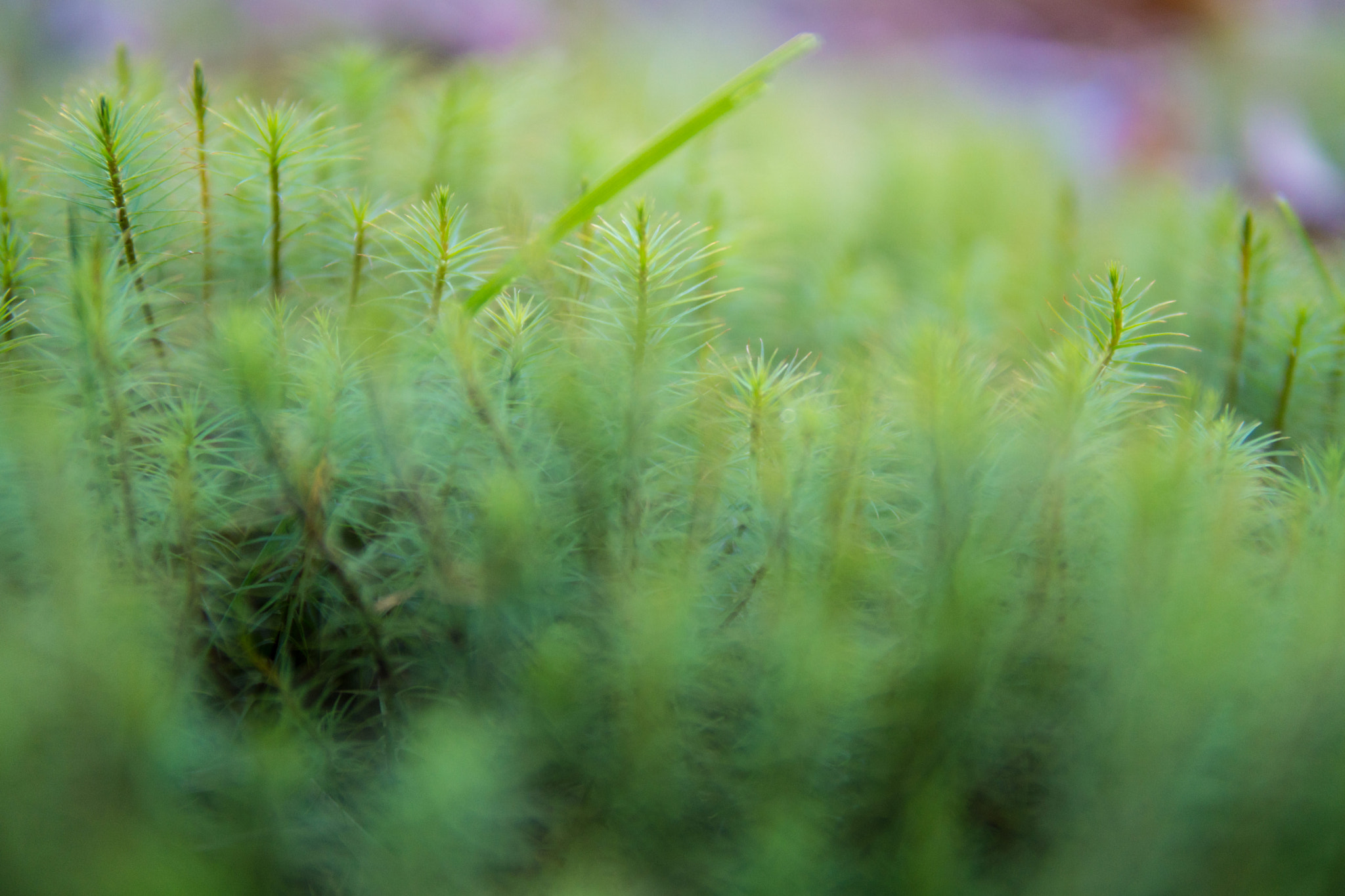 Sony a6300 + 30mm F1.4 DC DN | Contemporary 016 sample photo. "polytrichum" #photojambo photography