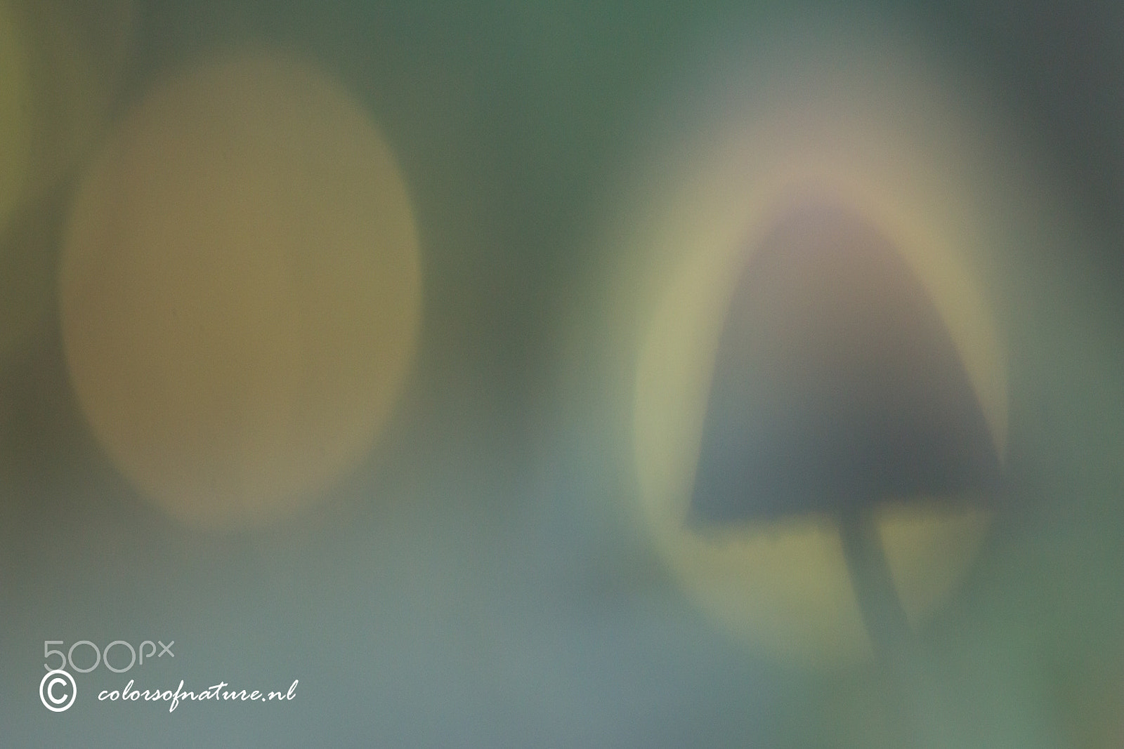 Canon EF 35-80mm f/4-5.6 sample photo. A mystery photography