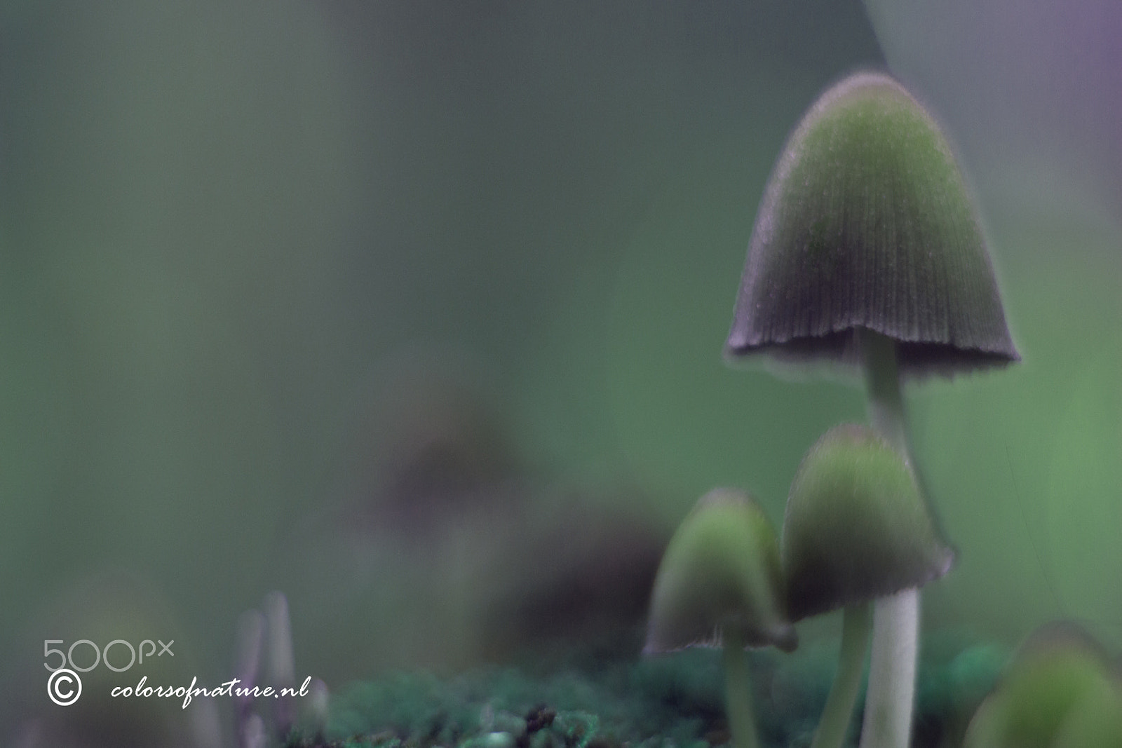 Canon EF 35-80mm f/4-5.6 sample photo. Fairytale world photography