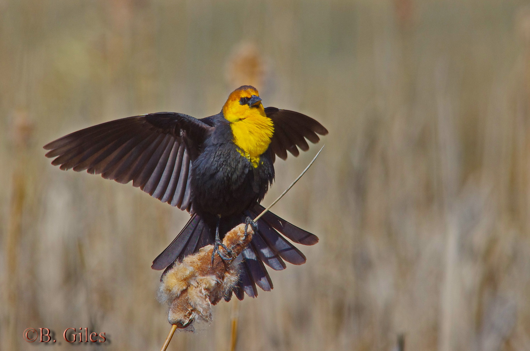 Sigma 150-500mm F5-6.3 DG OS HSM sample photo. Giving everything photography