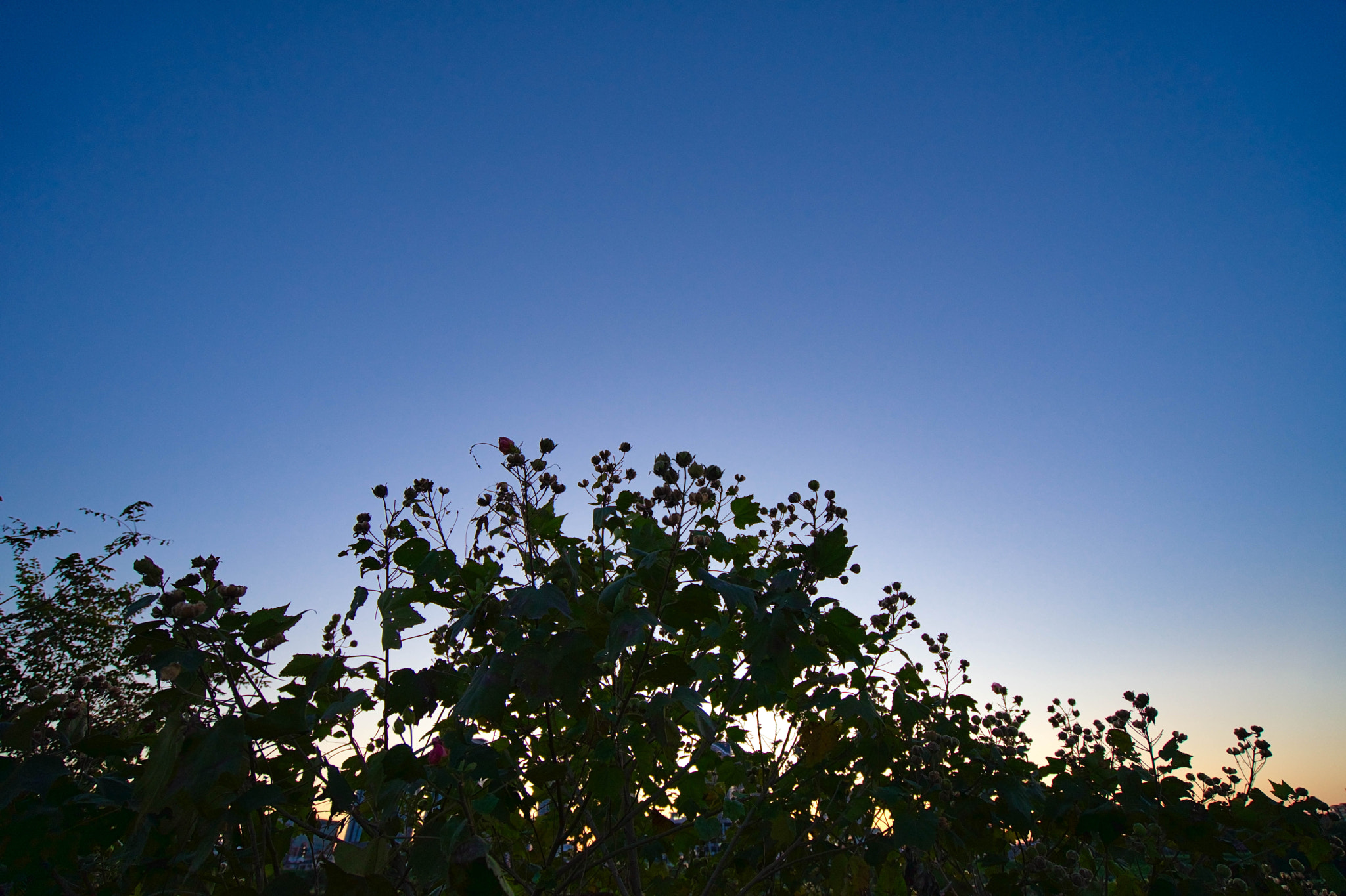 Sony a7 II + Sony Vario-Tessar T* FE 16-35mm F4 ZA OSS sample photo. Dying flowers photography