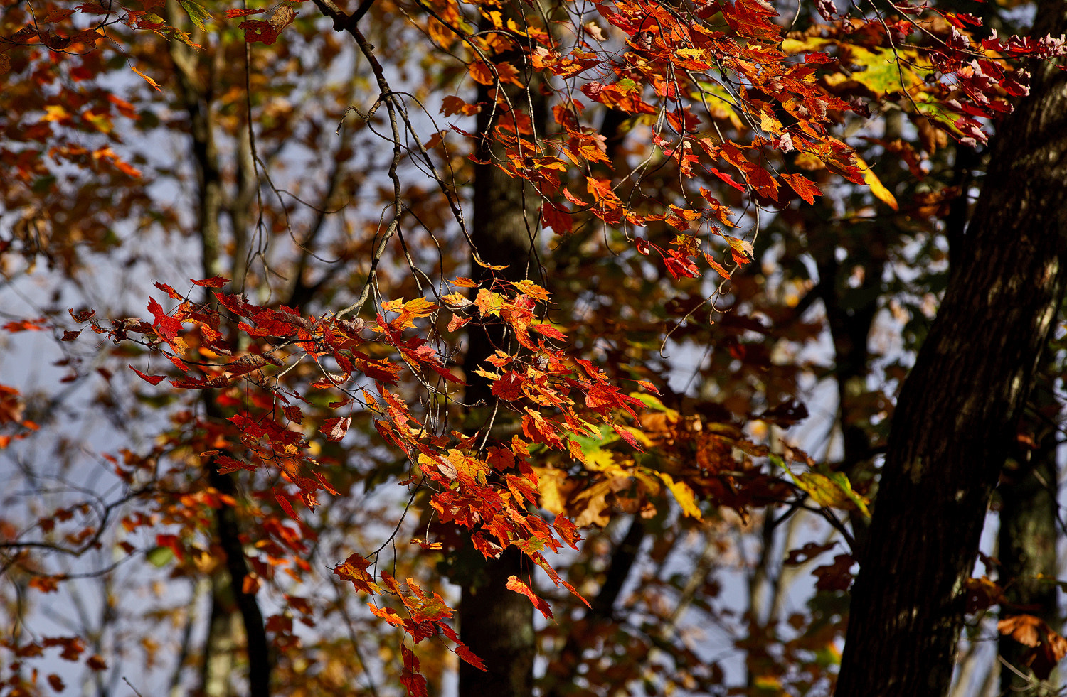 Sony a7R II + 70-200mm F2.8 G SSM OSS II sample photo. Last of the red and golds photography