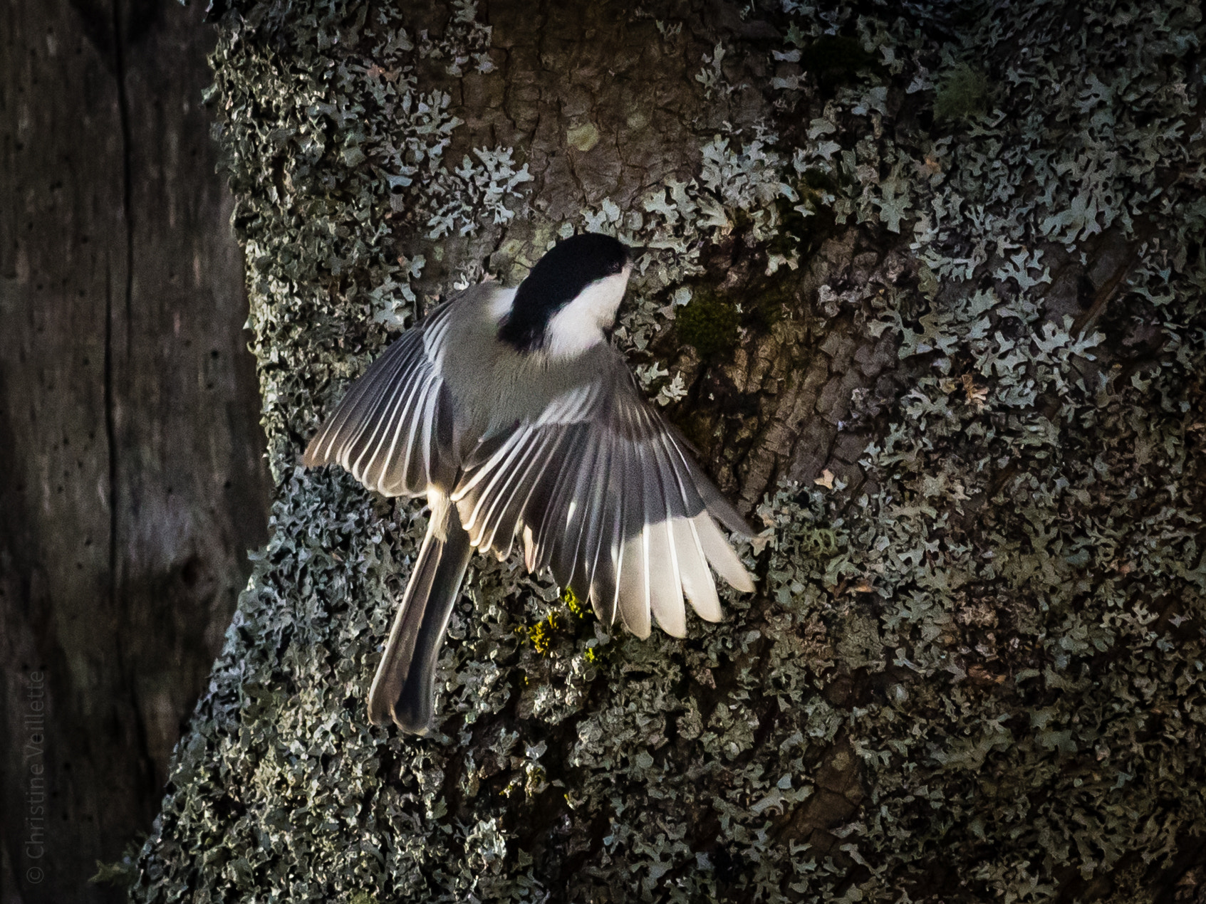 Canon EF-S 55-250mm F4-5.6 IS STM sample photo. Hugging a tree photography