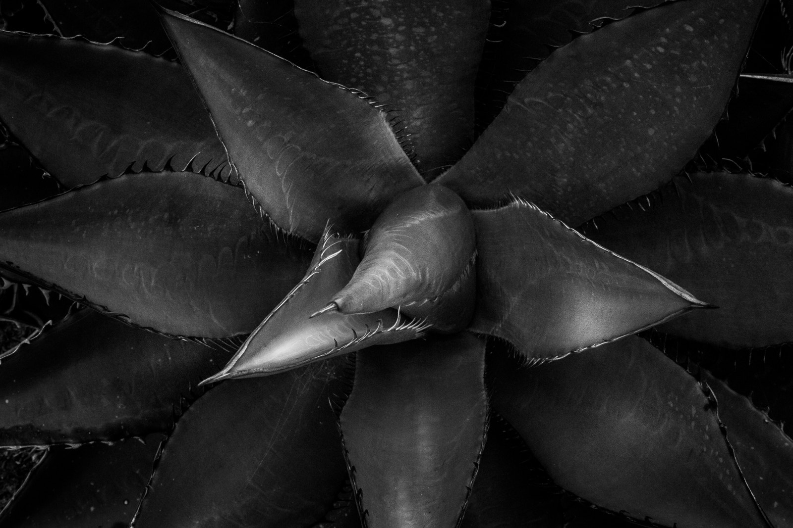 Canon EF-S 18-55mm F3.5-5.6 II sample photo. Floral bw photography
