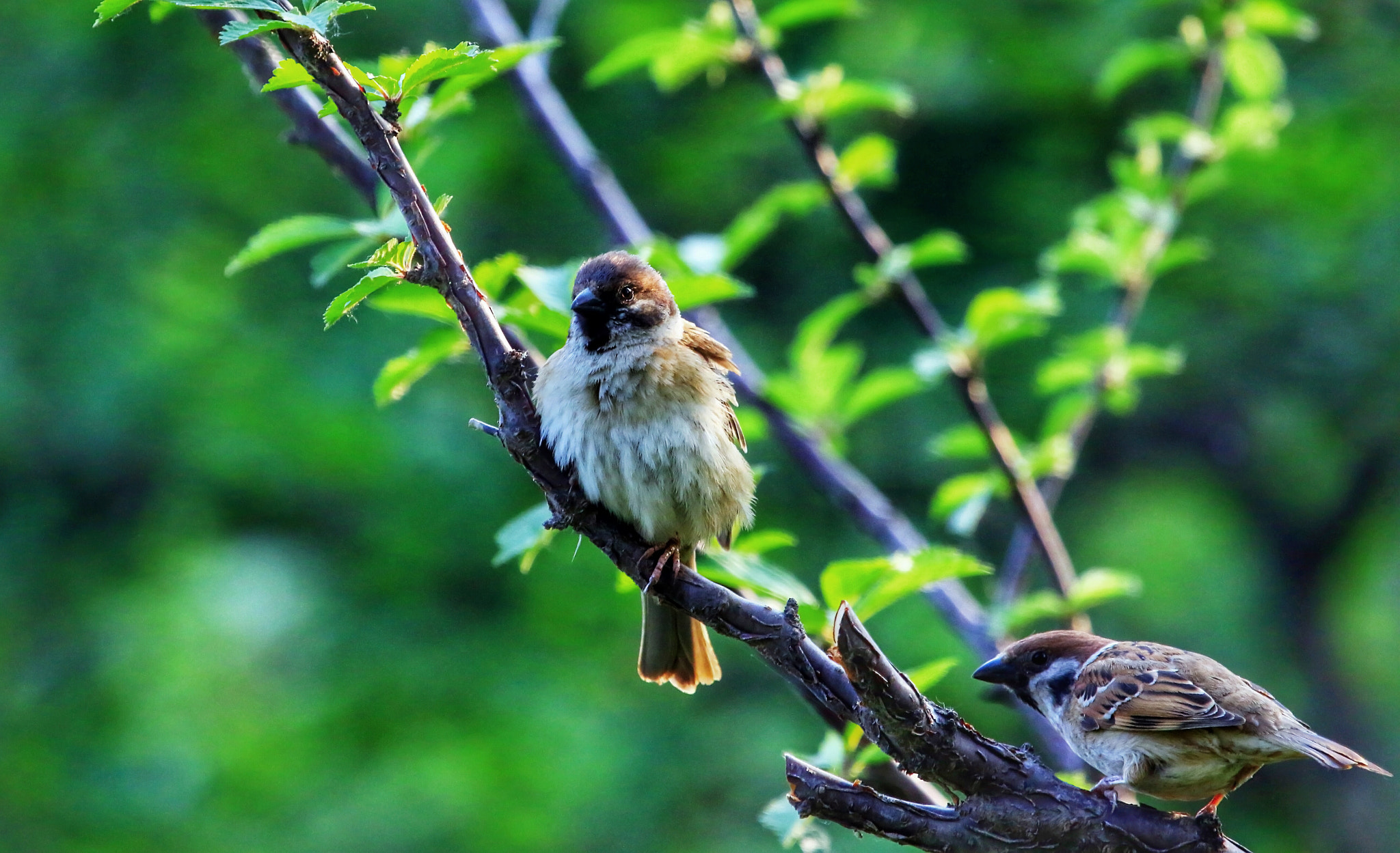 Canon EOS 7D Mark II + Canon EF 100-400mm F4.5-5.6L IS USM sample photo. Be in a daze photography