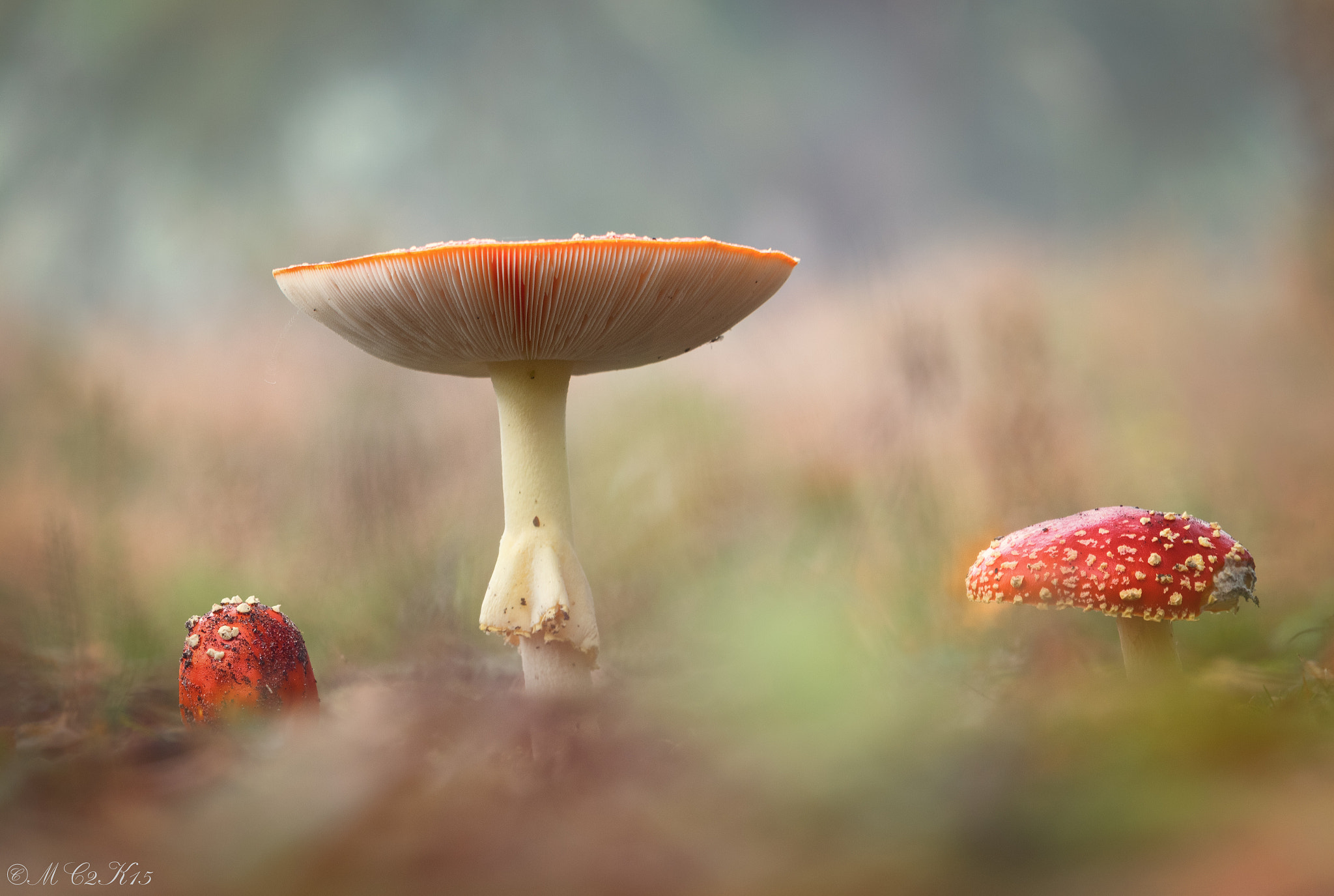 Canon EOS M10 sample photo. Fly amanita - fliegenpilz photography