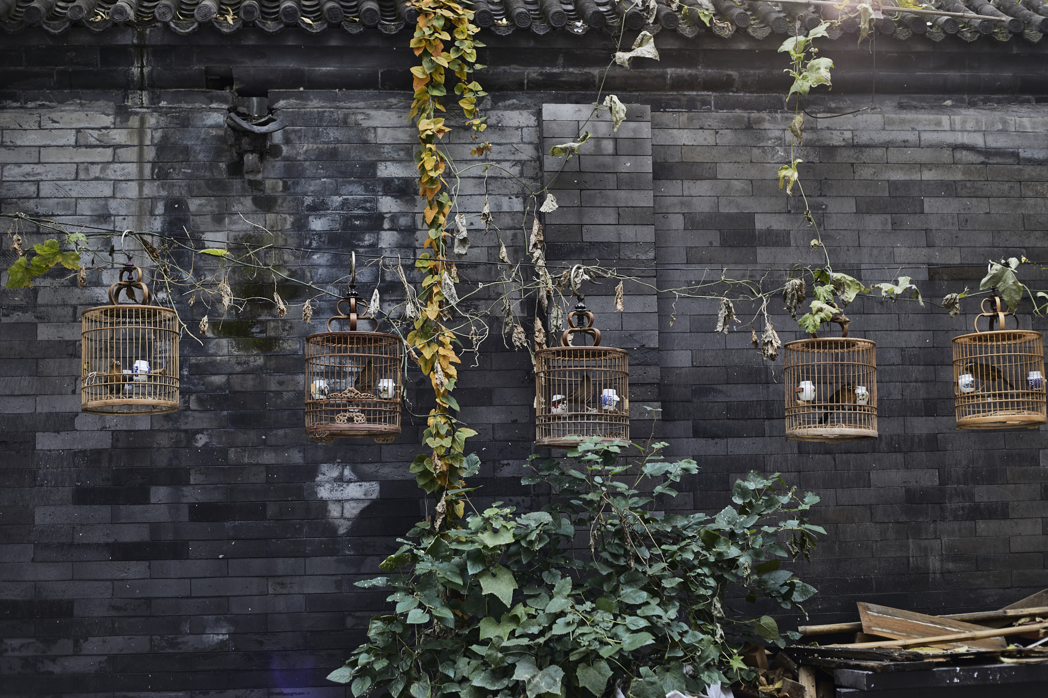 Canon EF 50mm F1.8 II sample photo. Singing birds photography