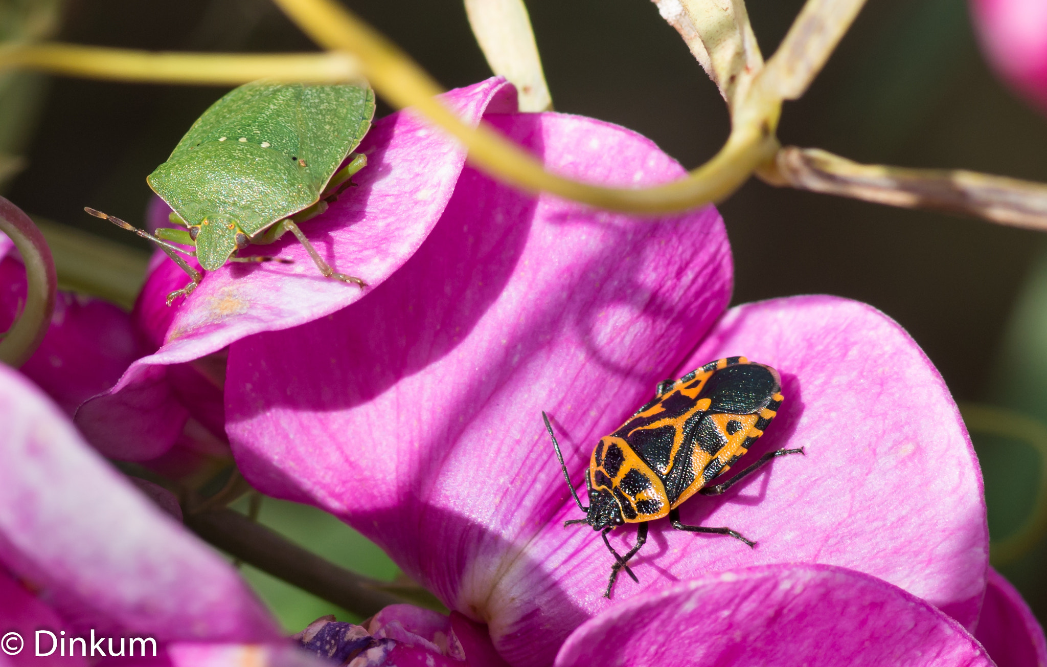Pentax smc D-FA 100mm F2.8 Macro WR sample photo. Punaise verte et gendarme photography