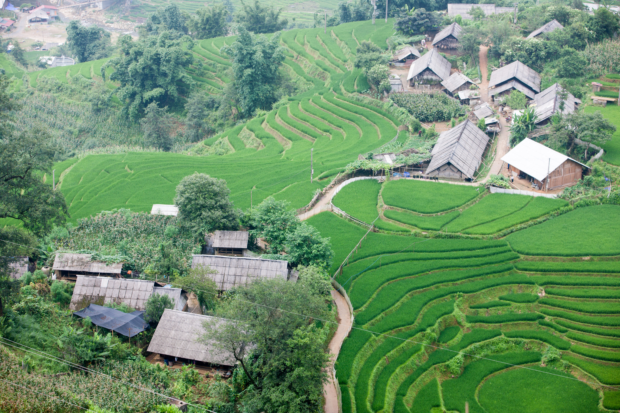 Canon EOS-1Ds Mark III sample photo. Rice terrace photography